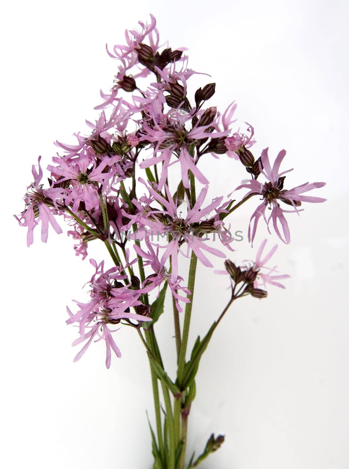 Kuckuckslichtnelke  Lychnis flos-cuculi, Wasserpflanzen