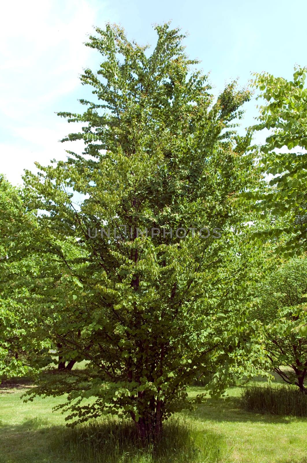 Kuchenbaum  Katsurabaum  Cercidiphyllum japonicum