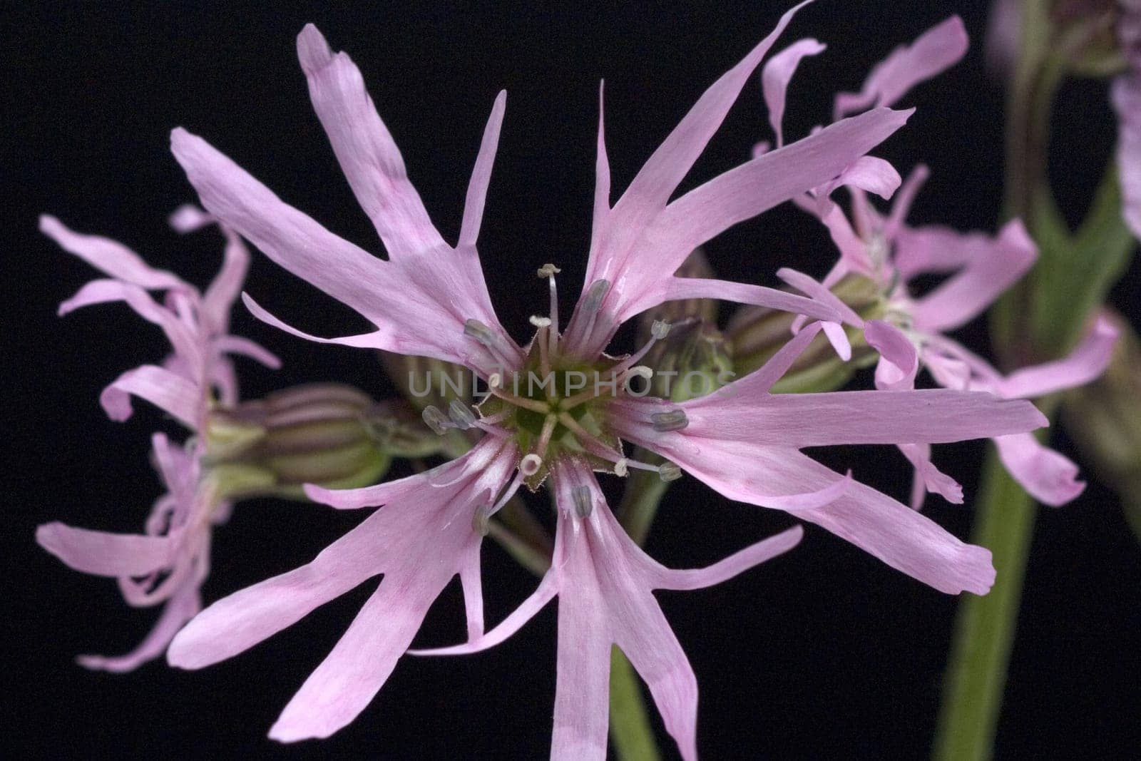 Kuckuckslichtnelke  Lychnis flos-cuculi, Wasserpflanzen