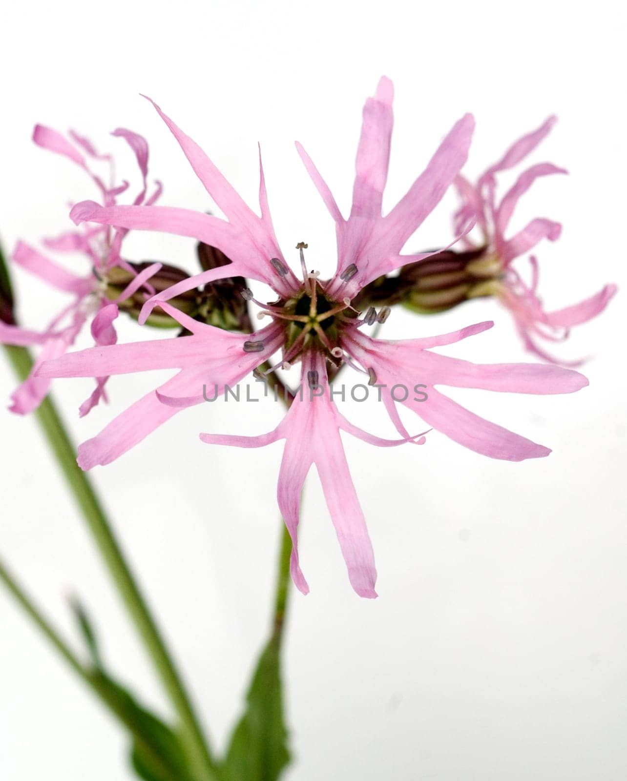 Kuckuckslichtnelke  Lychnis flos-cuculi