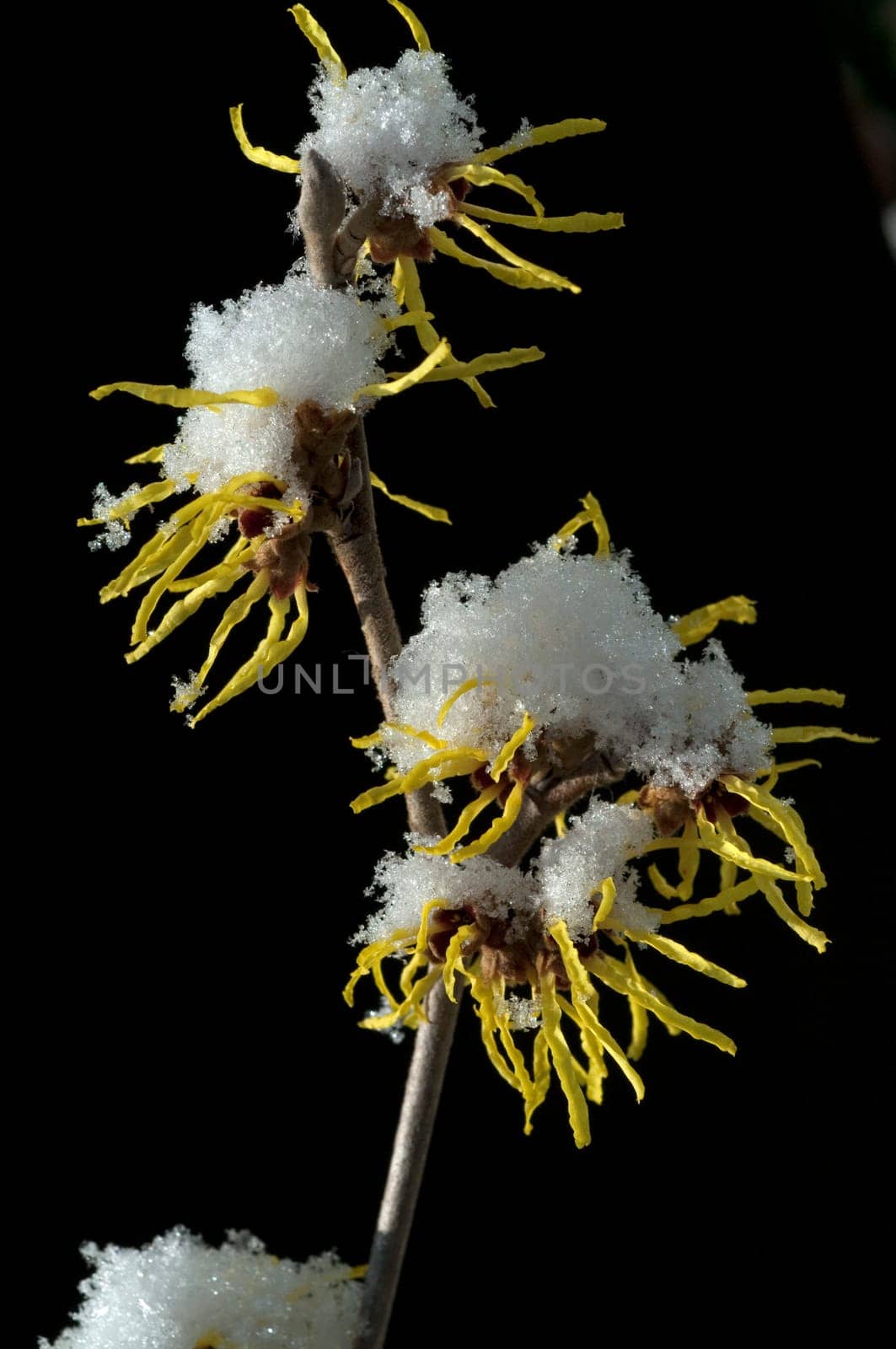 Zaubernuss  Hamamelis  japonica  Schnee
