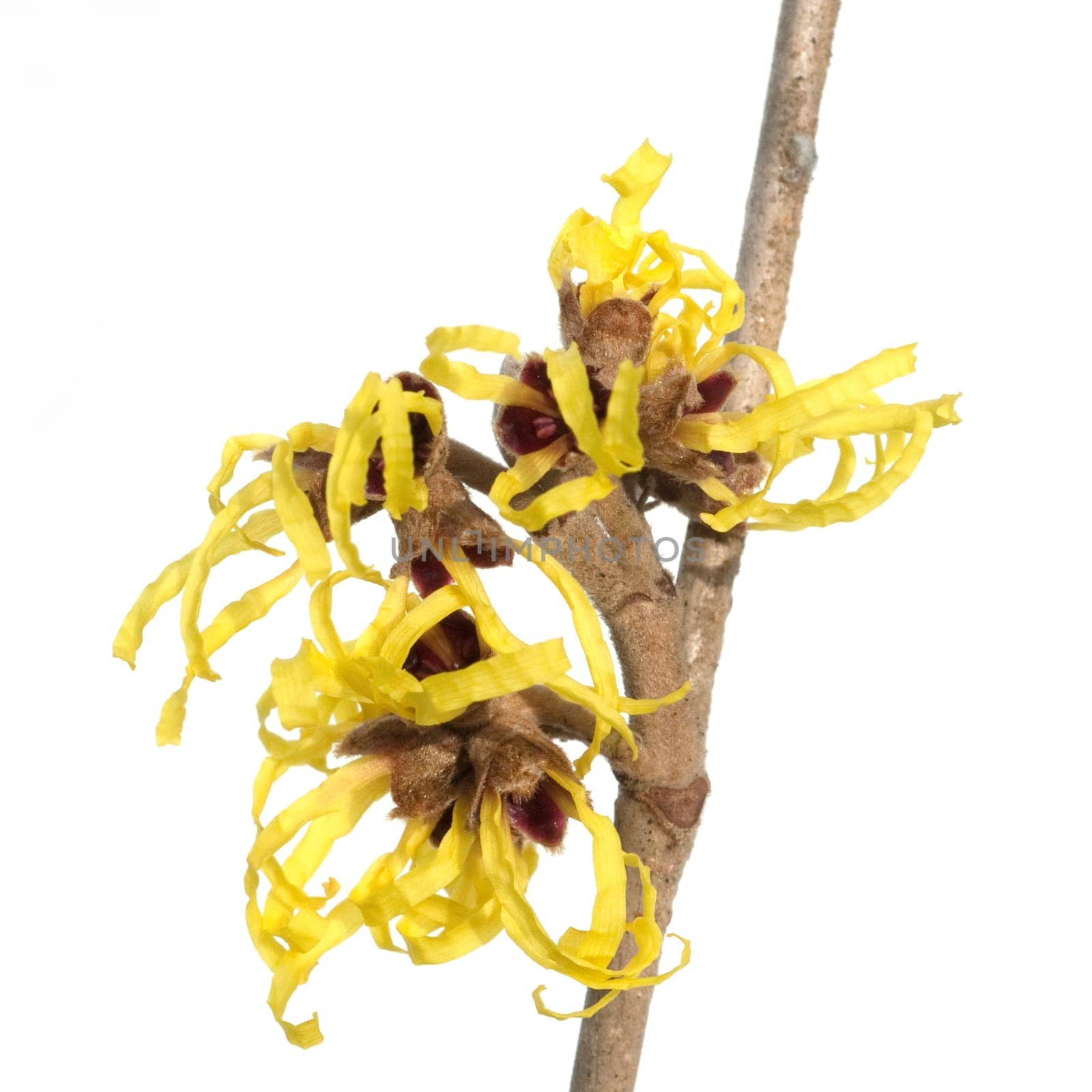 Zaubernuss, Hamamelis, japonica