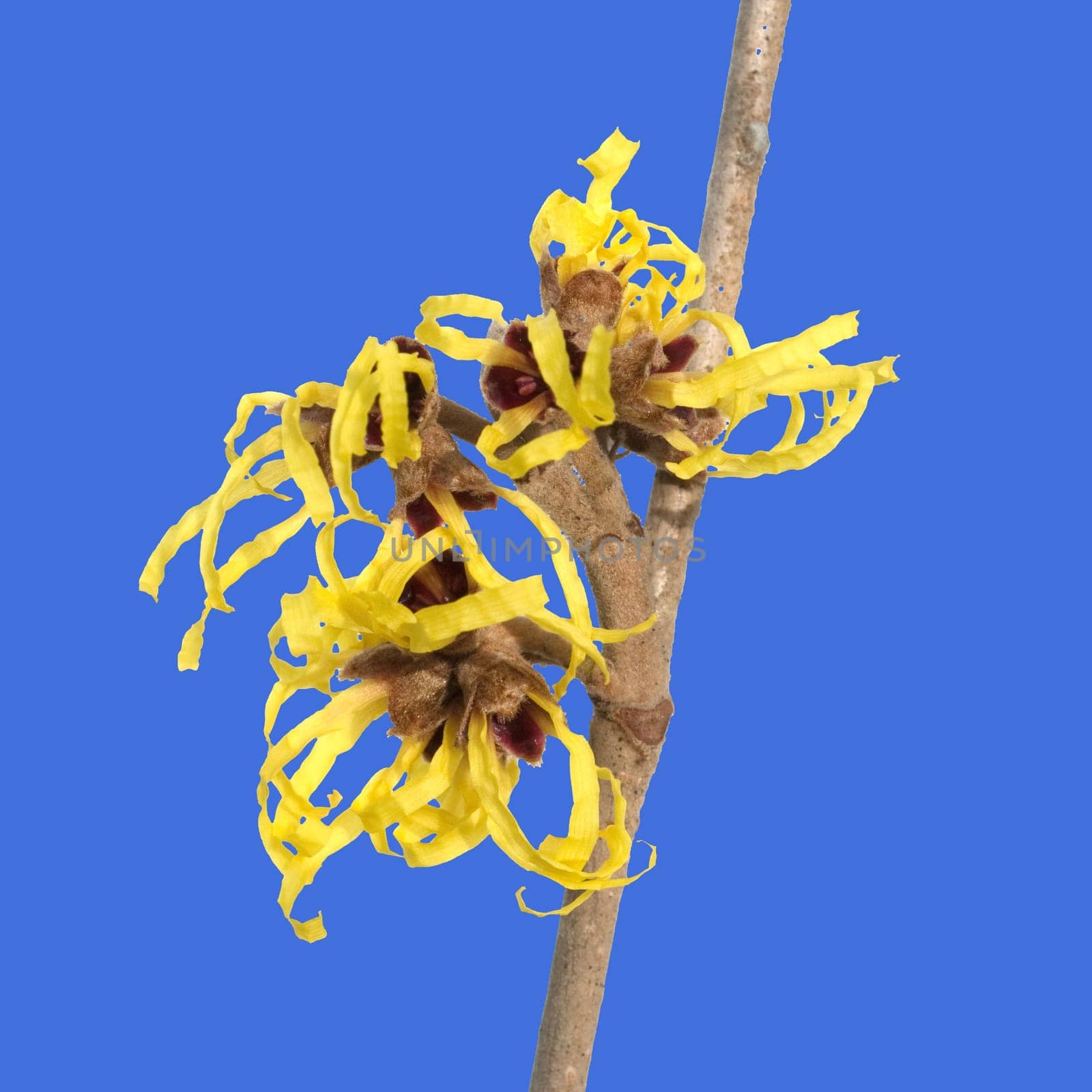 Zaubernuss, Hamamelis, japonica