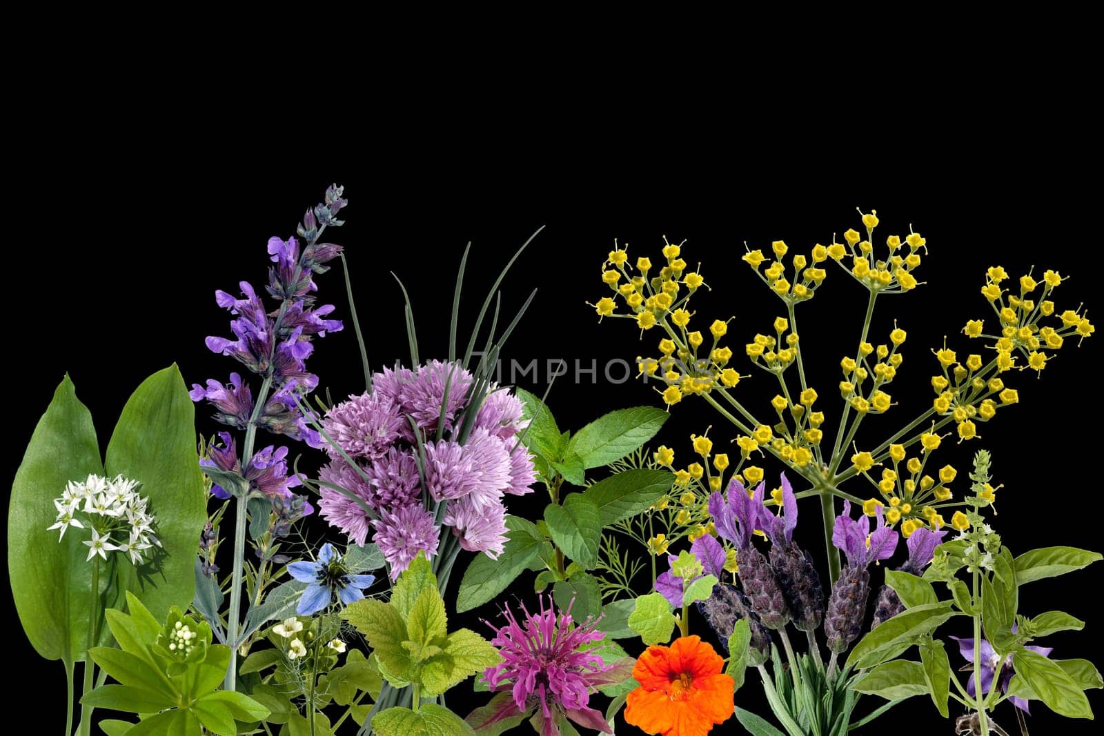 Heilpflanzenarrangement, Kraeuterbilder