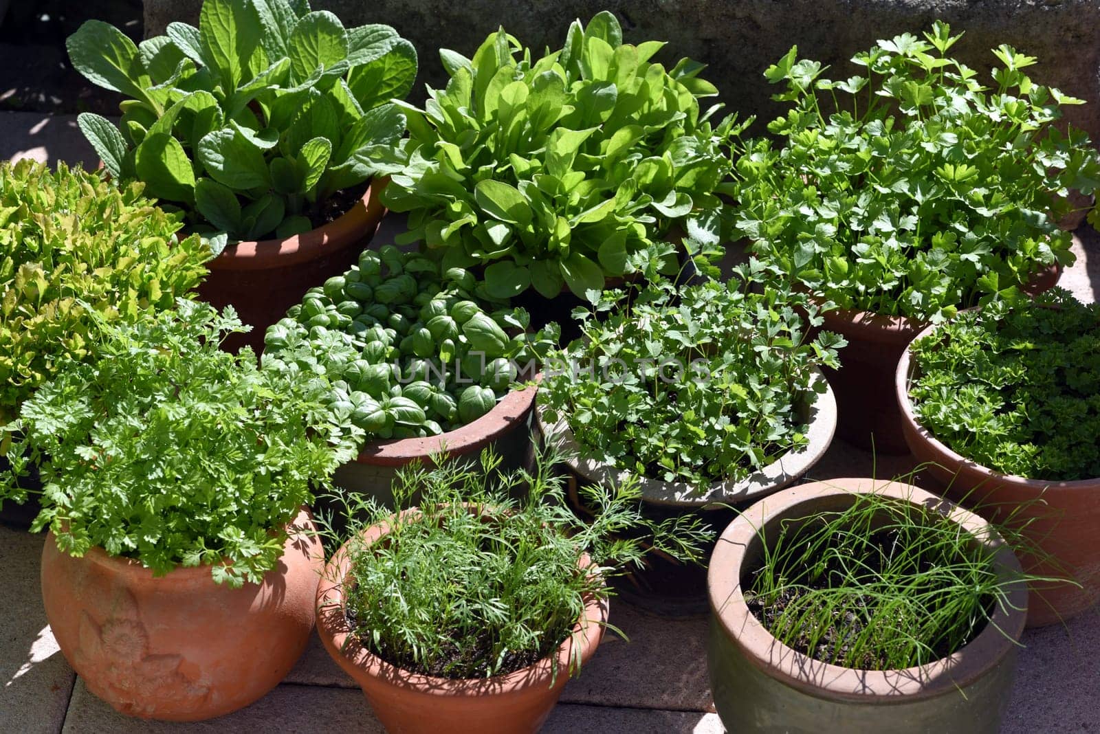 Alle Kuechenkrauter werden in der Frankfurter Gruenen Sosse verwendet. All kitchen herbs are used in the Frankfurt green sauce.