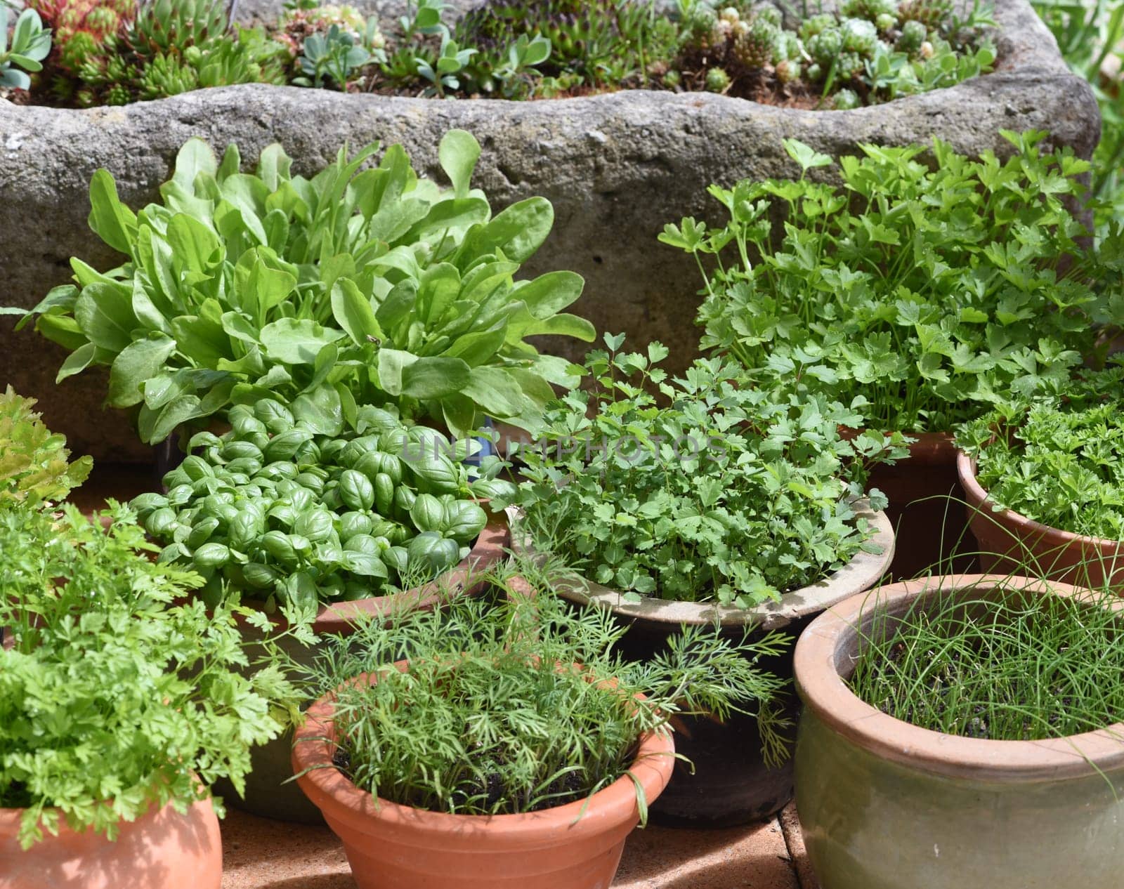 Alle Kuechenkrauter werden in der Frankfurter Gruenen Sosse verwendet. All kitchen herbs are used in the Frankfurt green sauce.