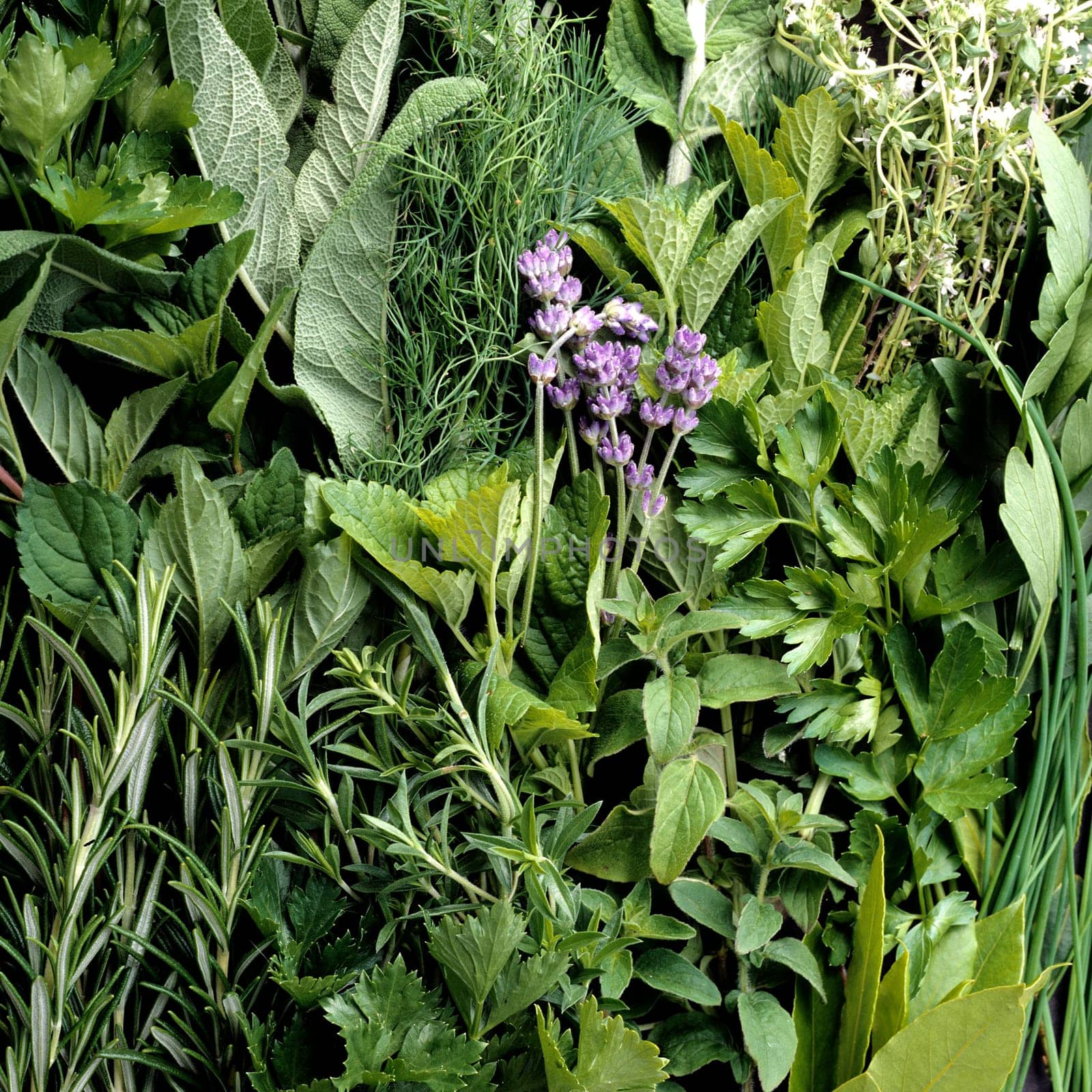 Küchenkräuter, Heilpflanzen,  Dill, Salbei, Rosmarin,  Origano, Boretsch, Zitronenmelisse, Liebstöckel, Lavendel, Pfefferminze.