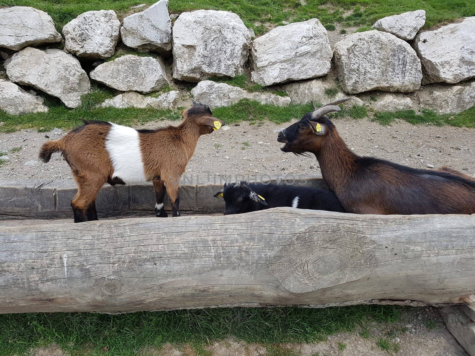 Ziege, Capra, Tier, Ziegen, Geiss, Zicke