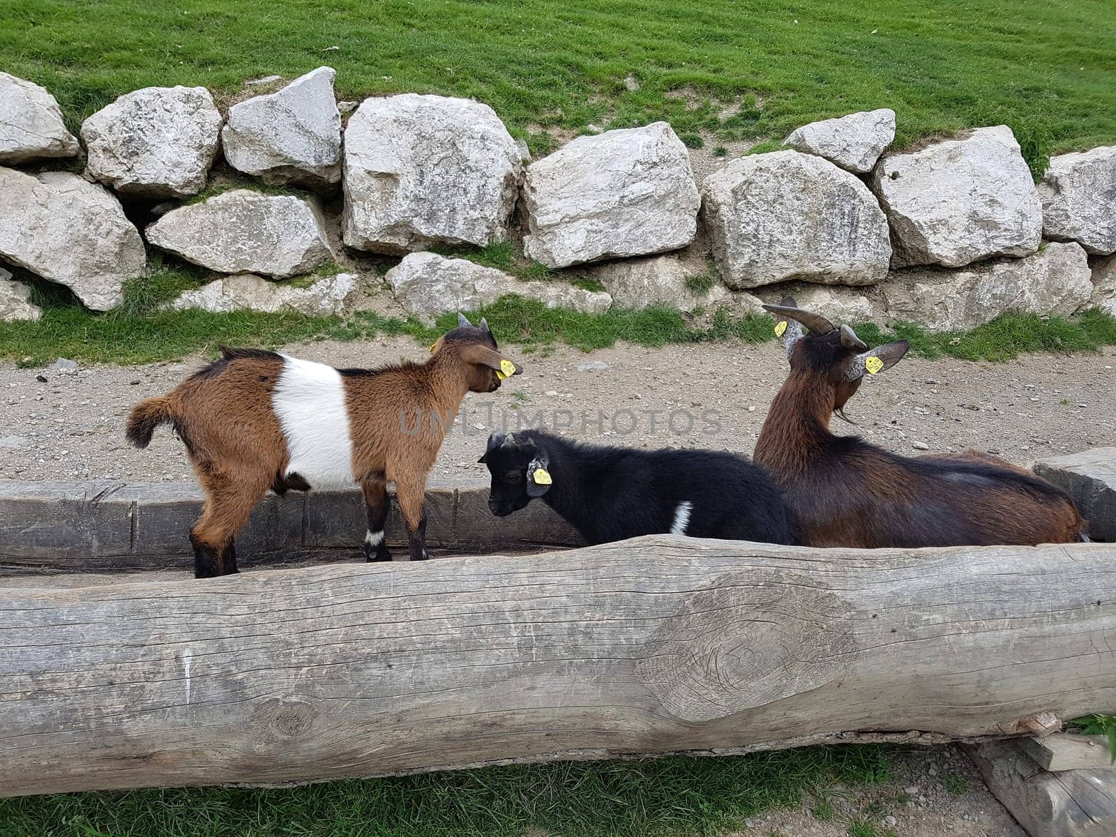 Ziege, Capra, Tier, Ziegen, Geiss, Zicke