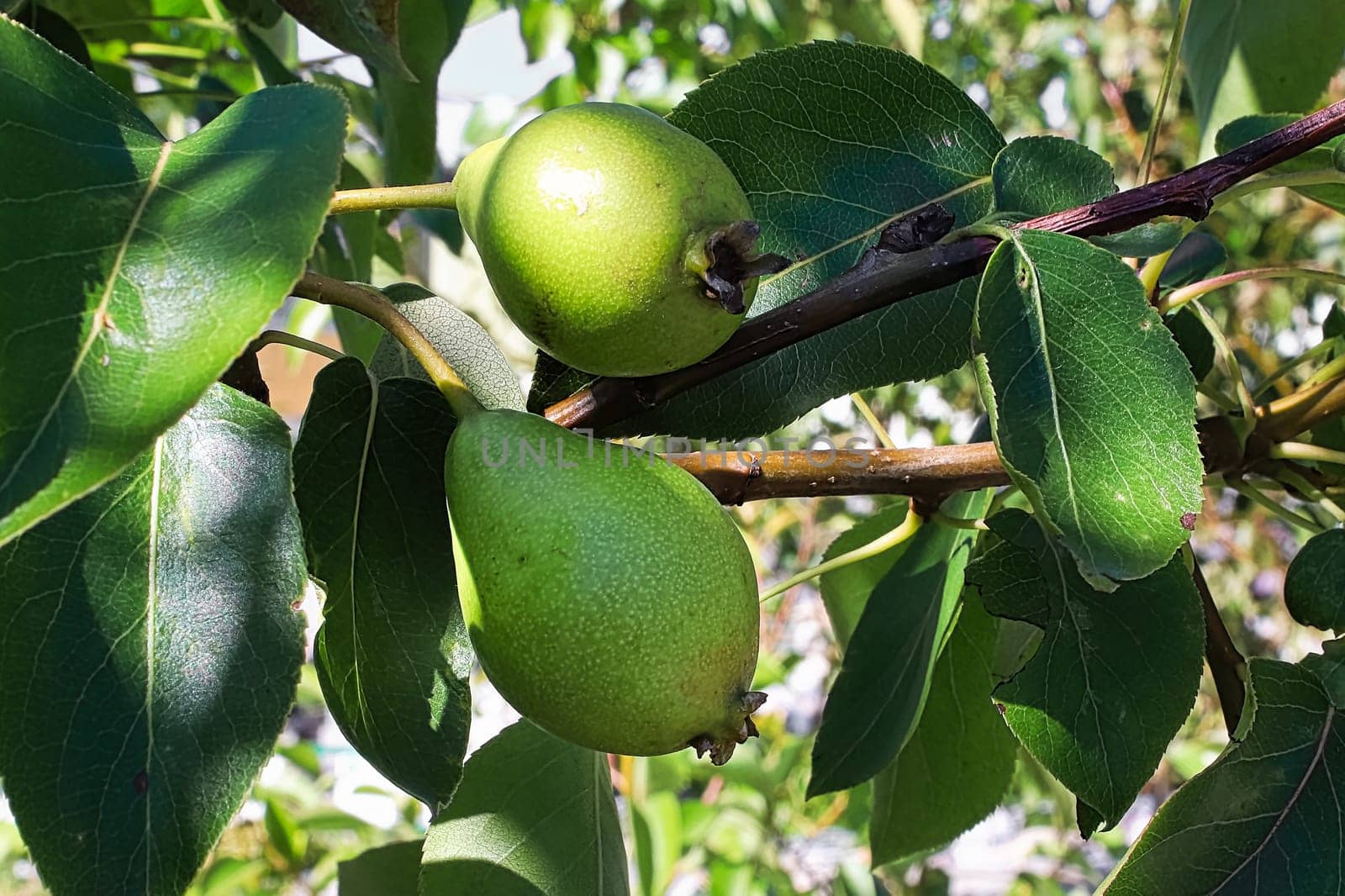 Young pears starting to gain weight and bend downward.