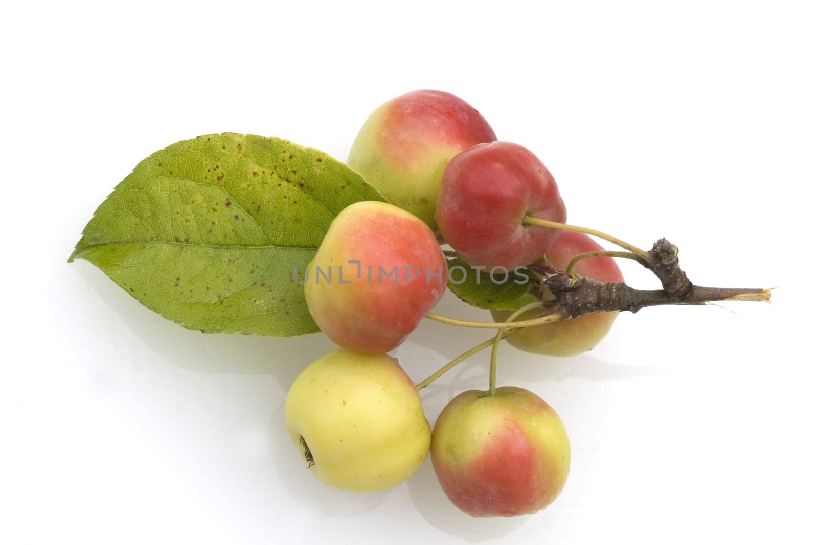 Zieraepfel, Malus floribunda, Apfelsorte, Apfel, Kernobst, Obst