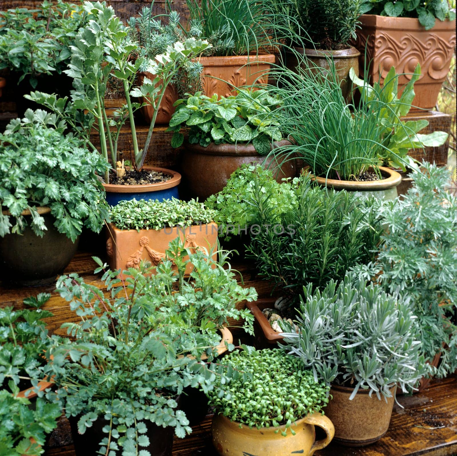 Küchenkräuter aus Terrasse, Heilpflanzen, Schnittlauch, Duftgeranie, Zitronenmelisse, Lavendel, Brunnenkresse, Origano, Rosmarin, Tripmadam, Sellerie, Pfefferminze, Liebstöckel, Zitronenmelisse, Pimpinelle, Kerbel, Estragon. Wermut, Sauerampfer.