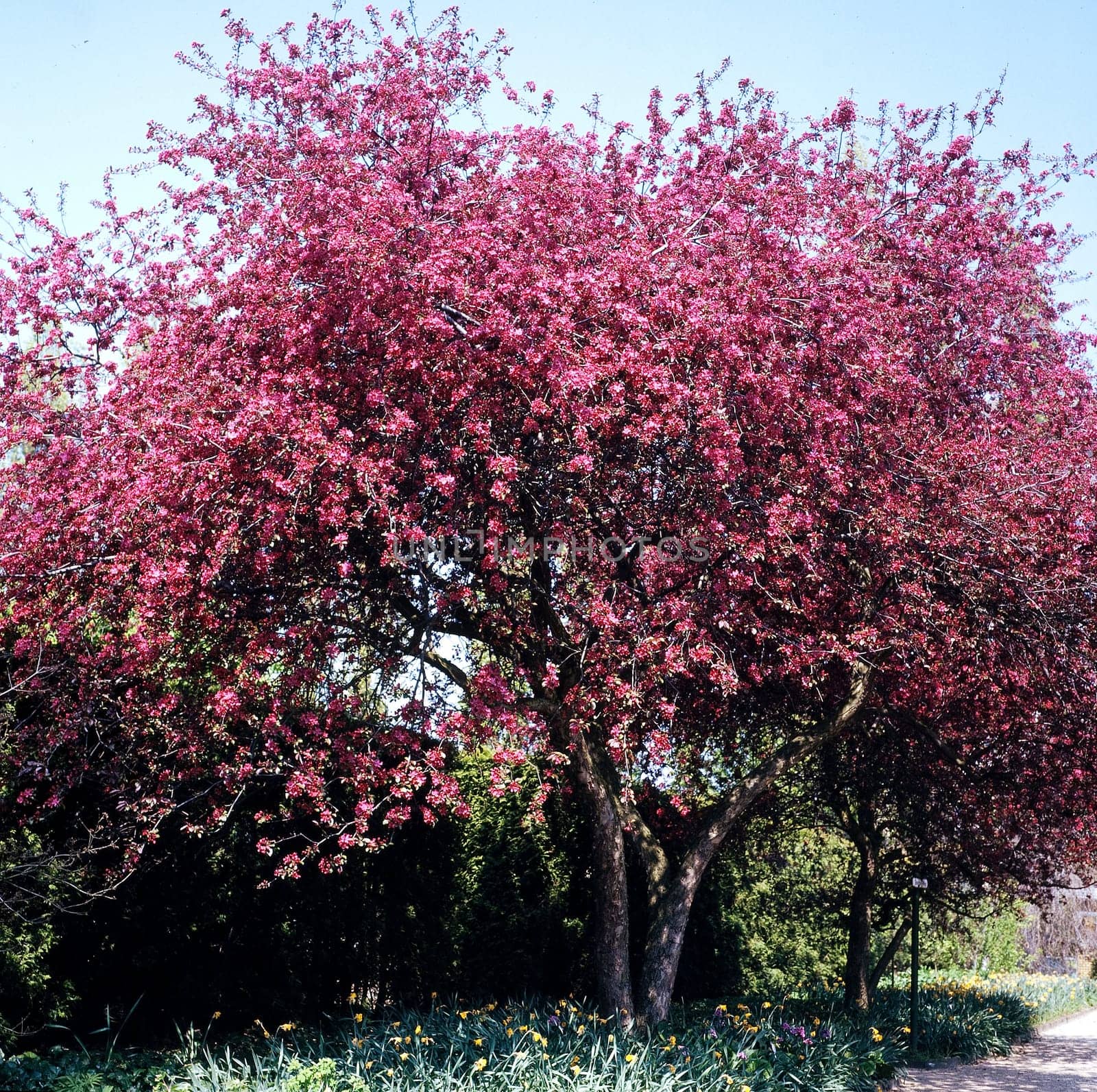 Zierapfelblueten