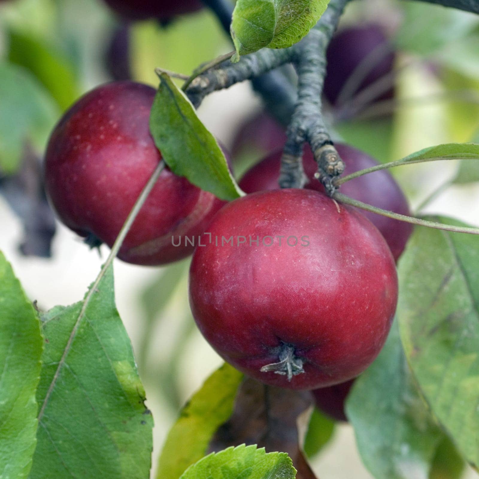 Zierapfel  Dolgo, Malus floribunda, Apfelsorte, Apfel, Kernobst, Obst