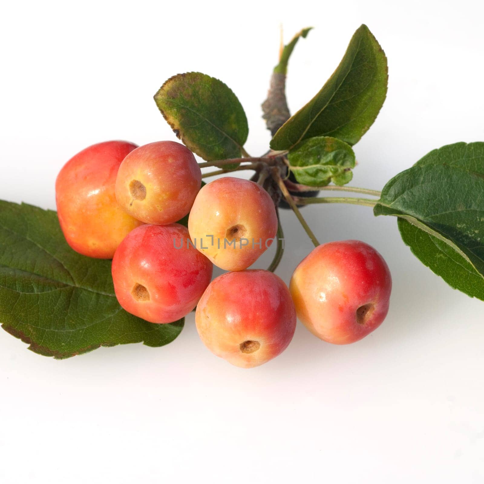 Zierapfel, orange, Malus floribunda