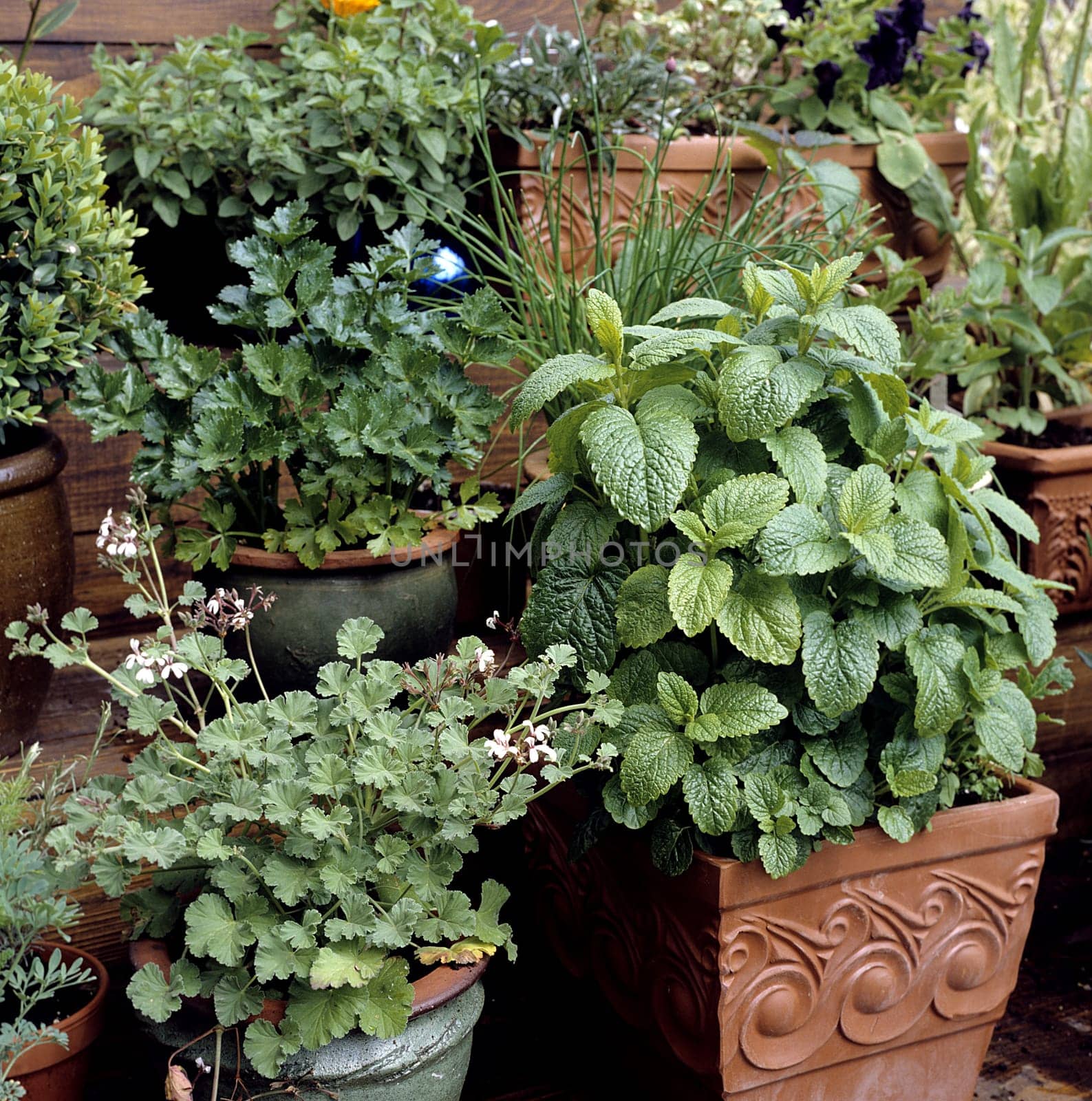 Kuechenkraeuter, Kraeuter, Terrasse, Balkon, verschiedene, Heilpflanzen