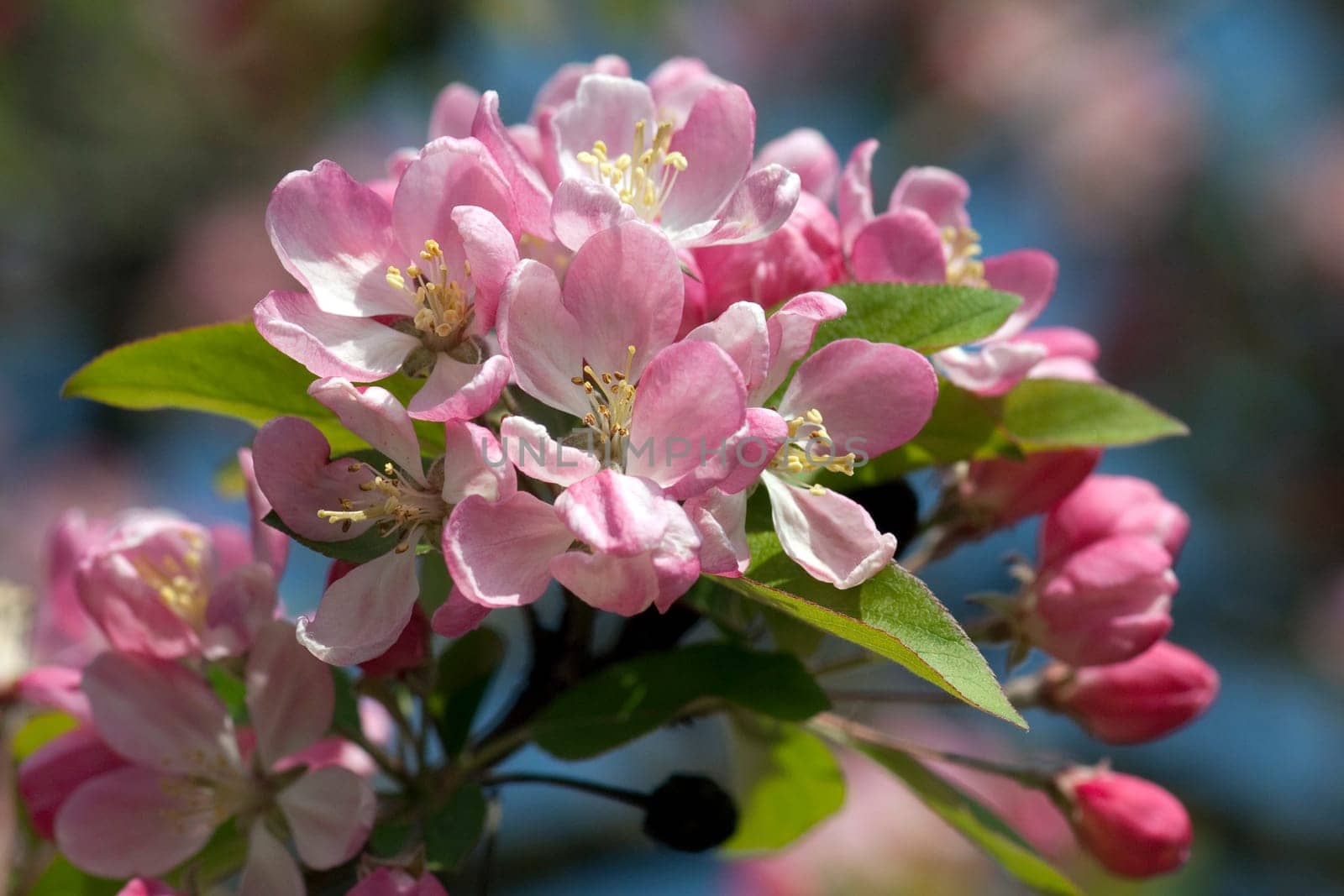 Zierapfelblueten, Zierapfel