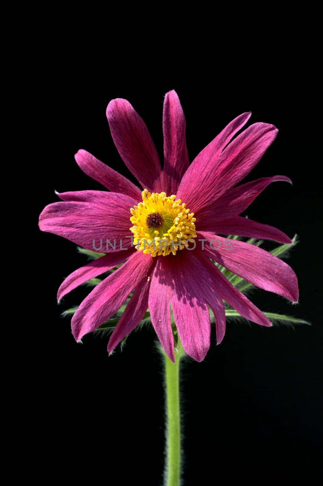 Kuechenschelle, Pulsatilla, vulgaris