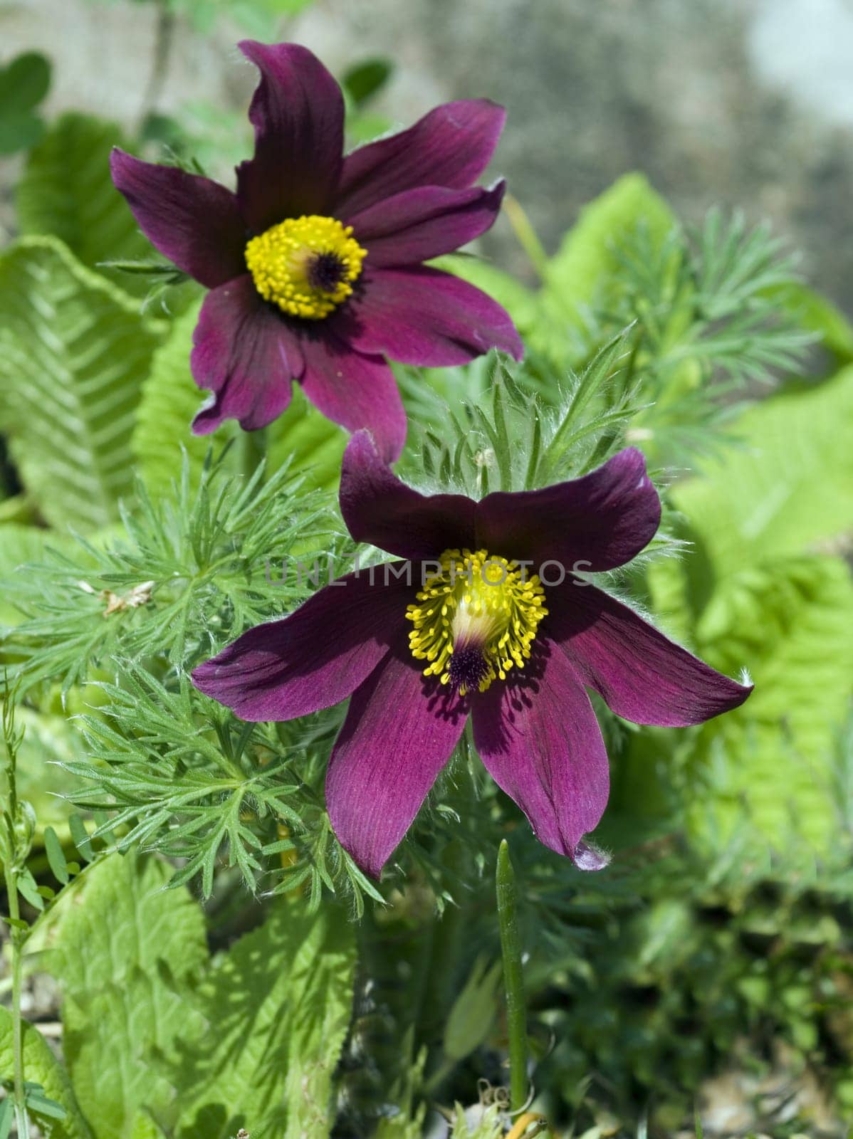 Kuechenschelle, Pulsatilla vulgaris, -