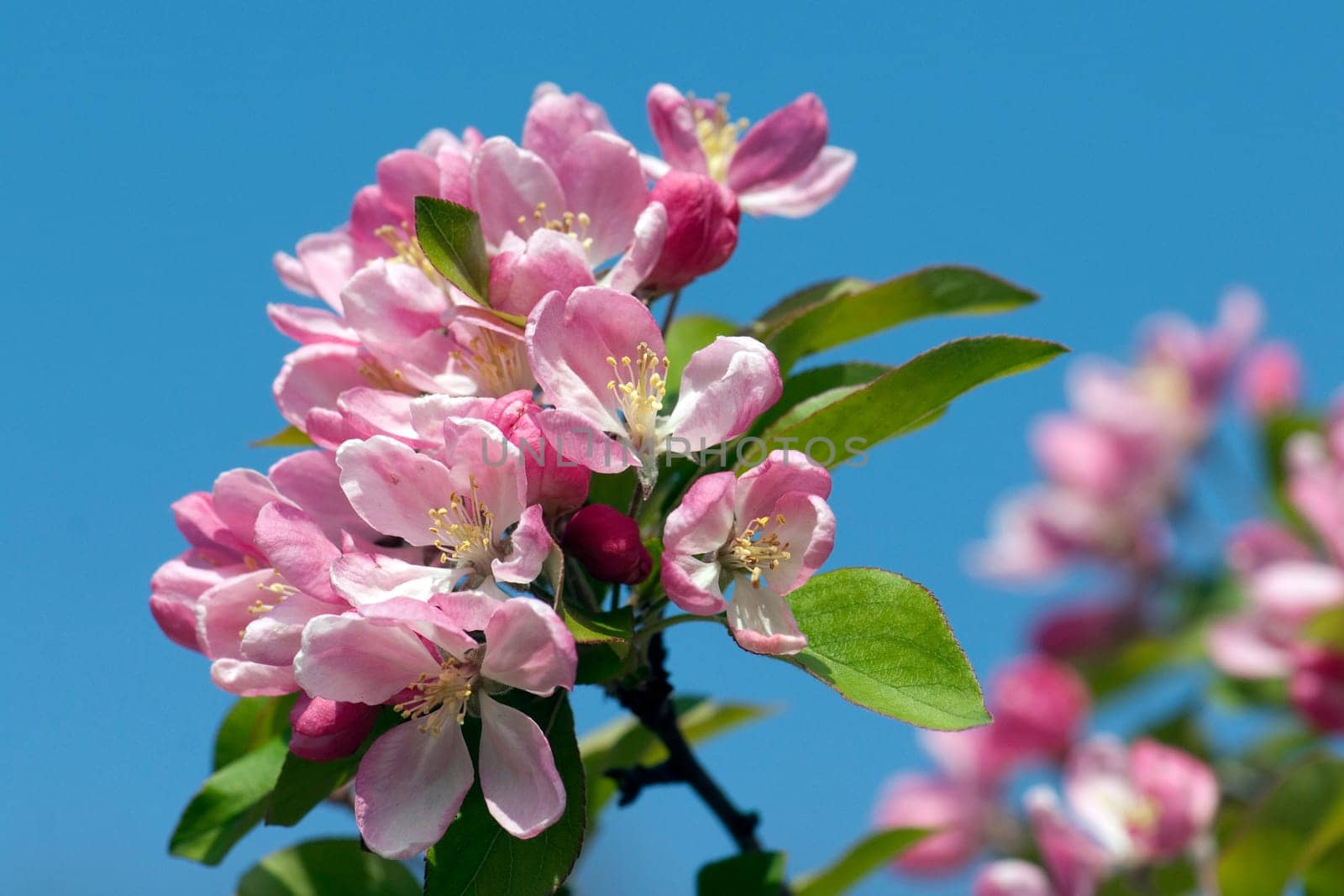 Zierapfelblueten, Zierapfel