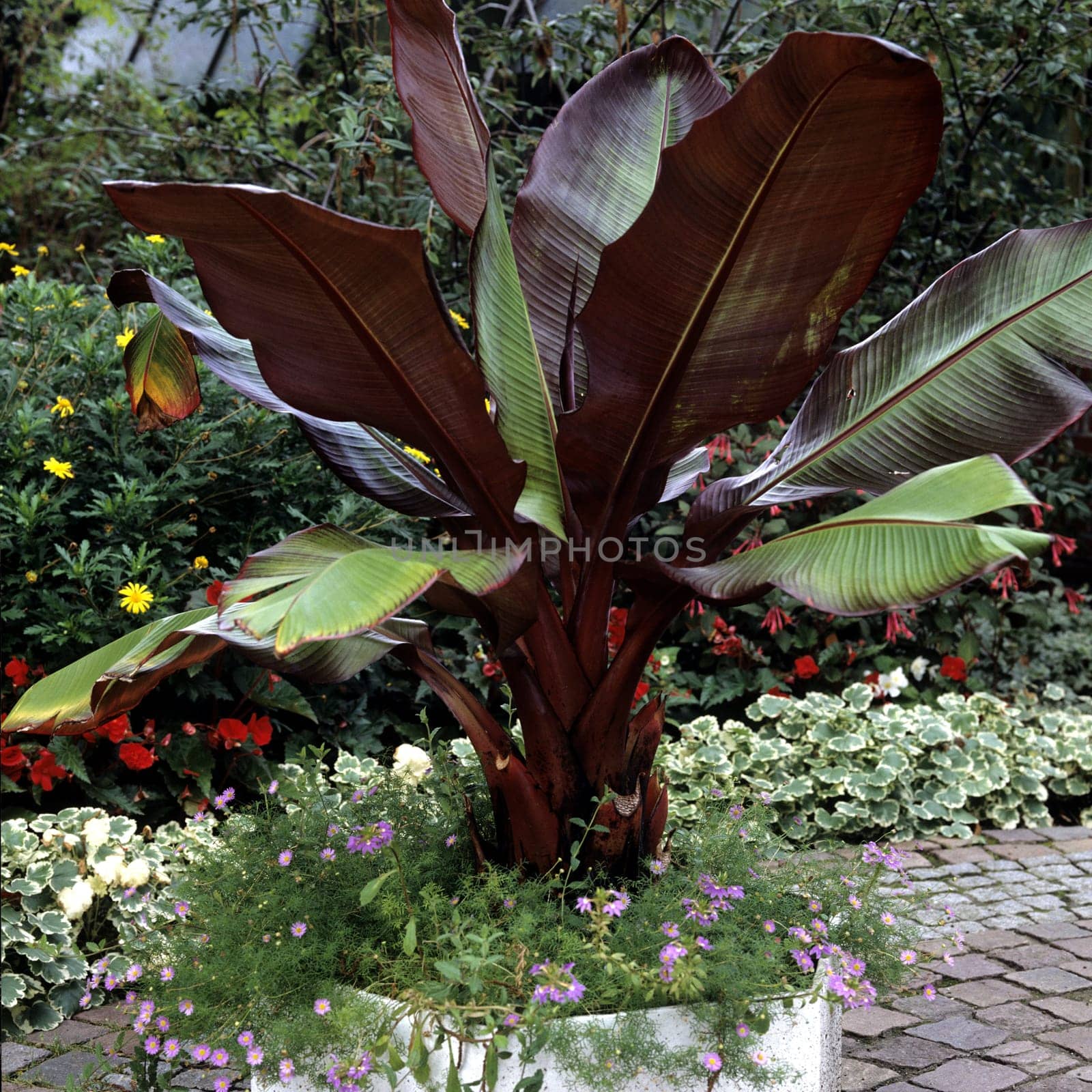 Zierbanane  Banane  Musa acuminata