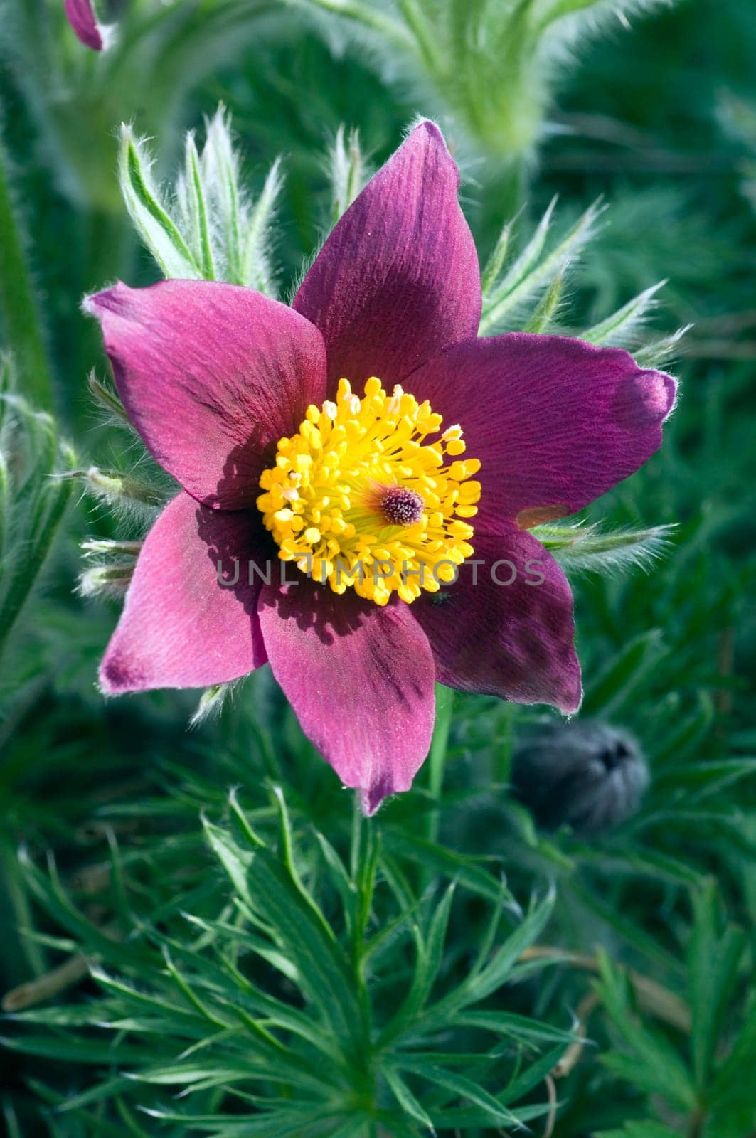 Küchenschelle  Pulsatilla vulgaris