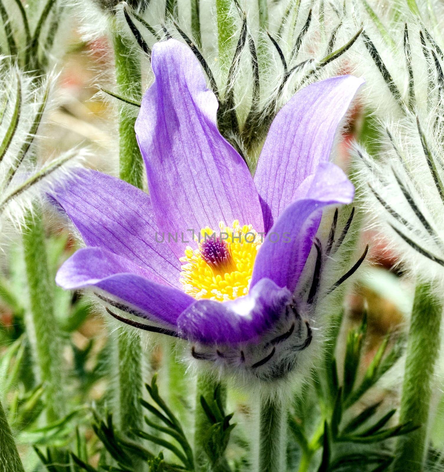 Kuechenschelle, Pulsatilla vulgaris, -