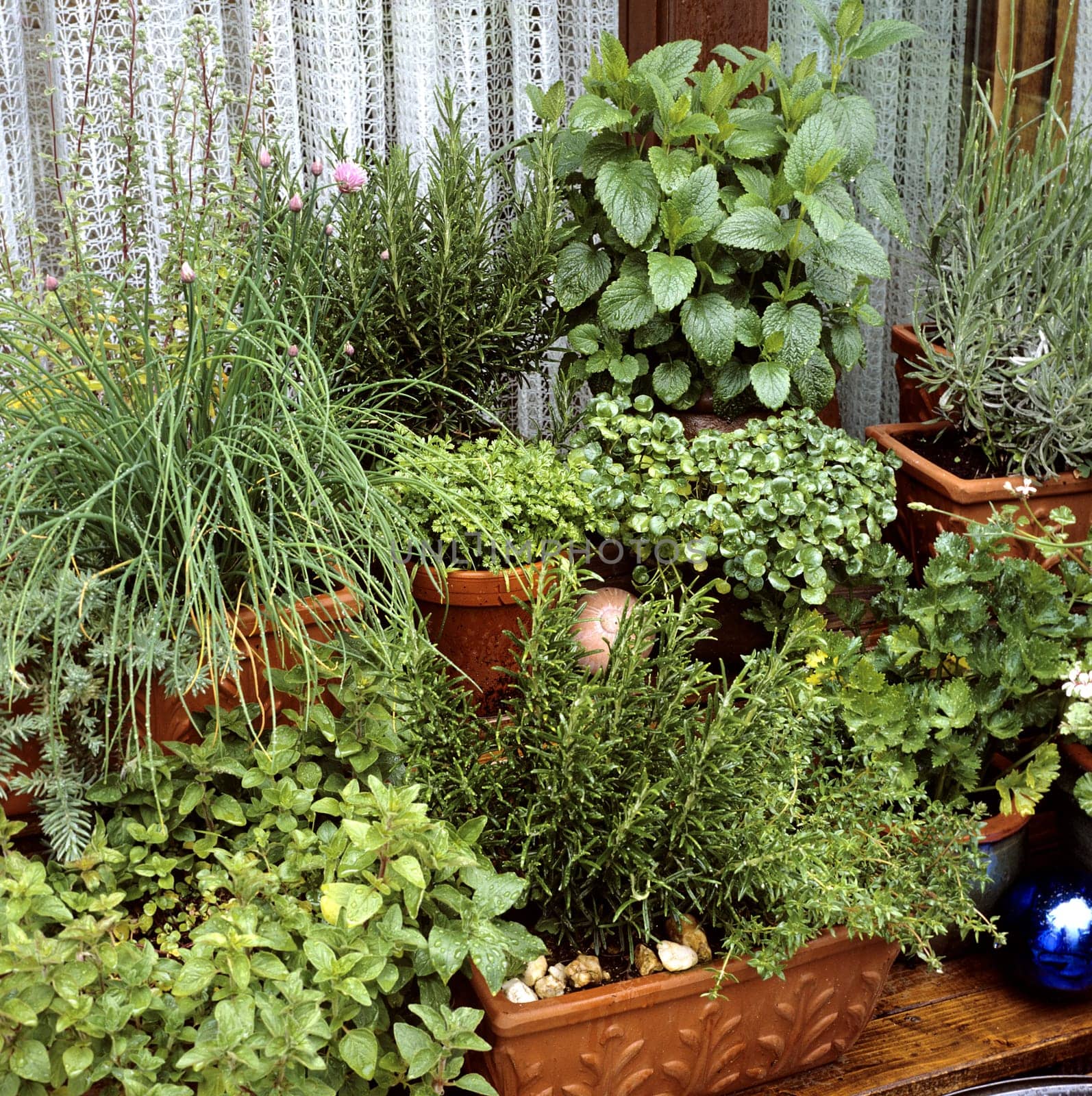 Kuechenkraeuter, Kraeuter, Terrasse, Balkon, verschiedene, Heilpflanzen