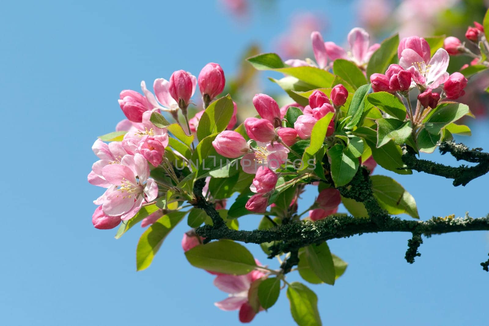 Zierapfelblueten, Zierapfel