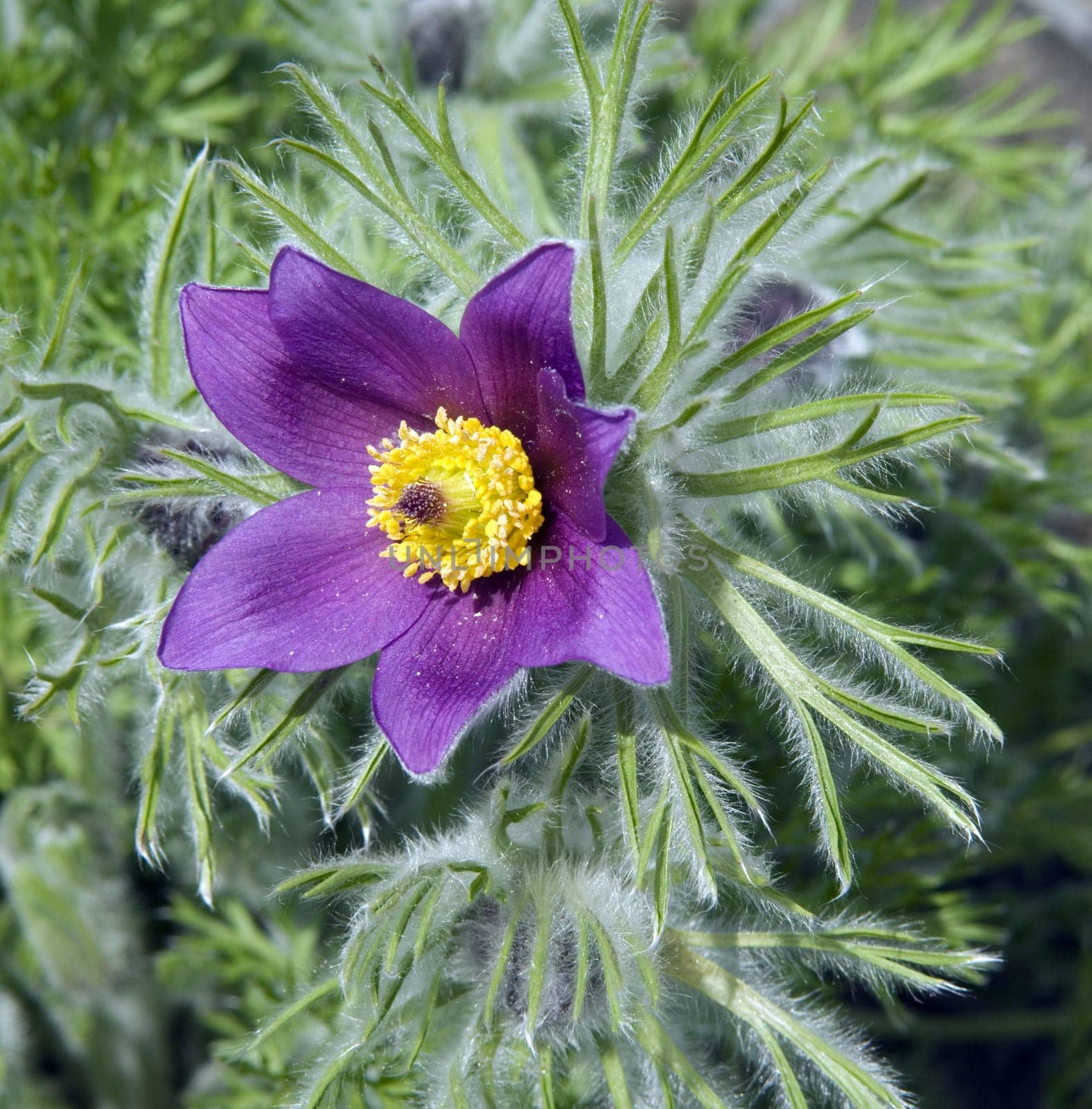 Kuechenschelle