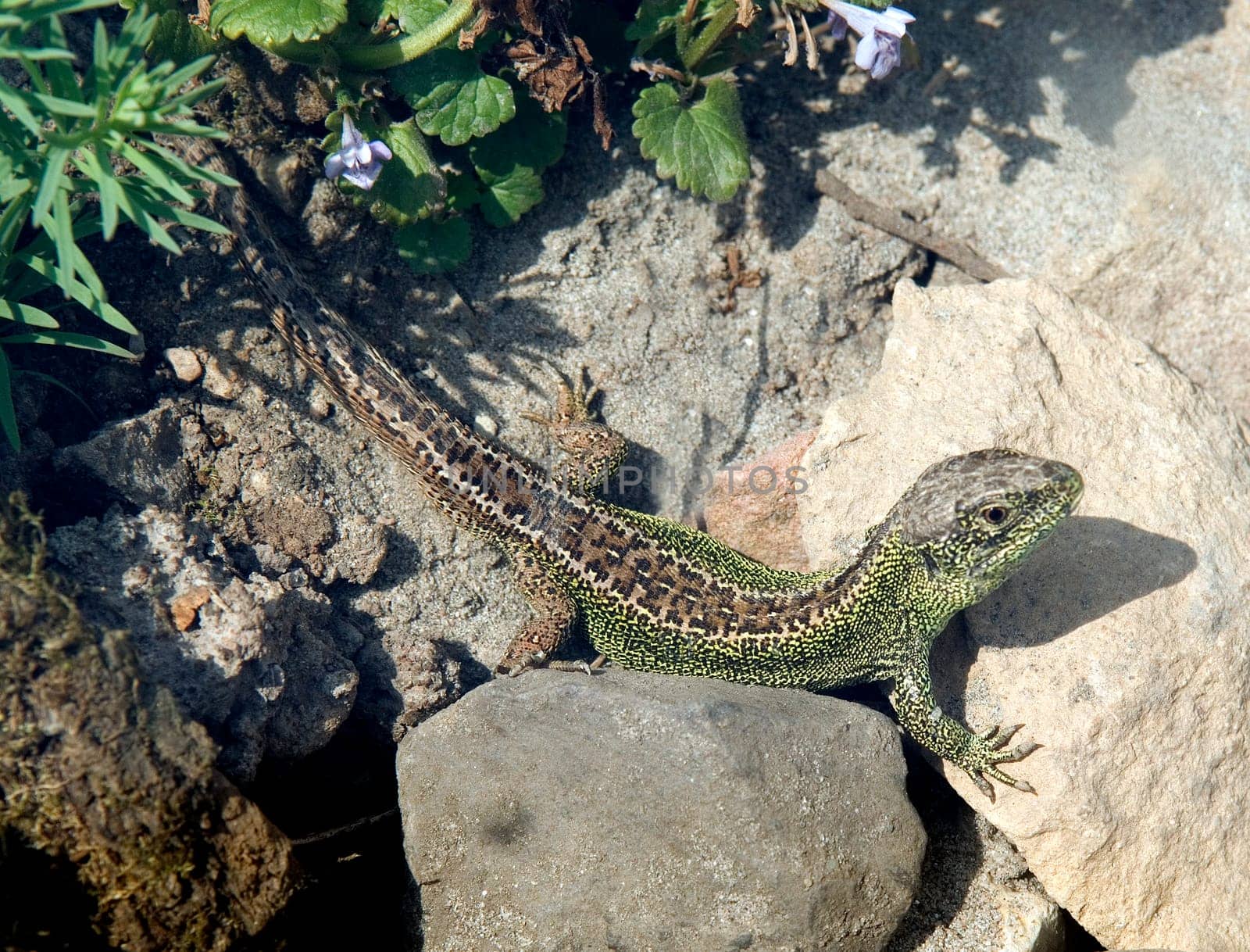 Zauneidechse  Lacerta agilis