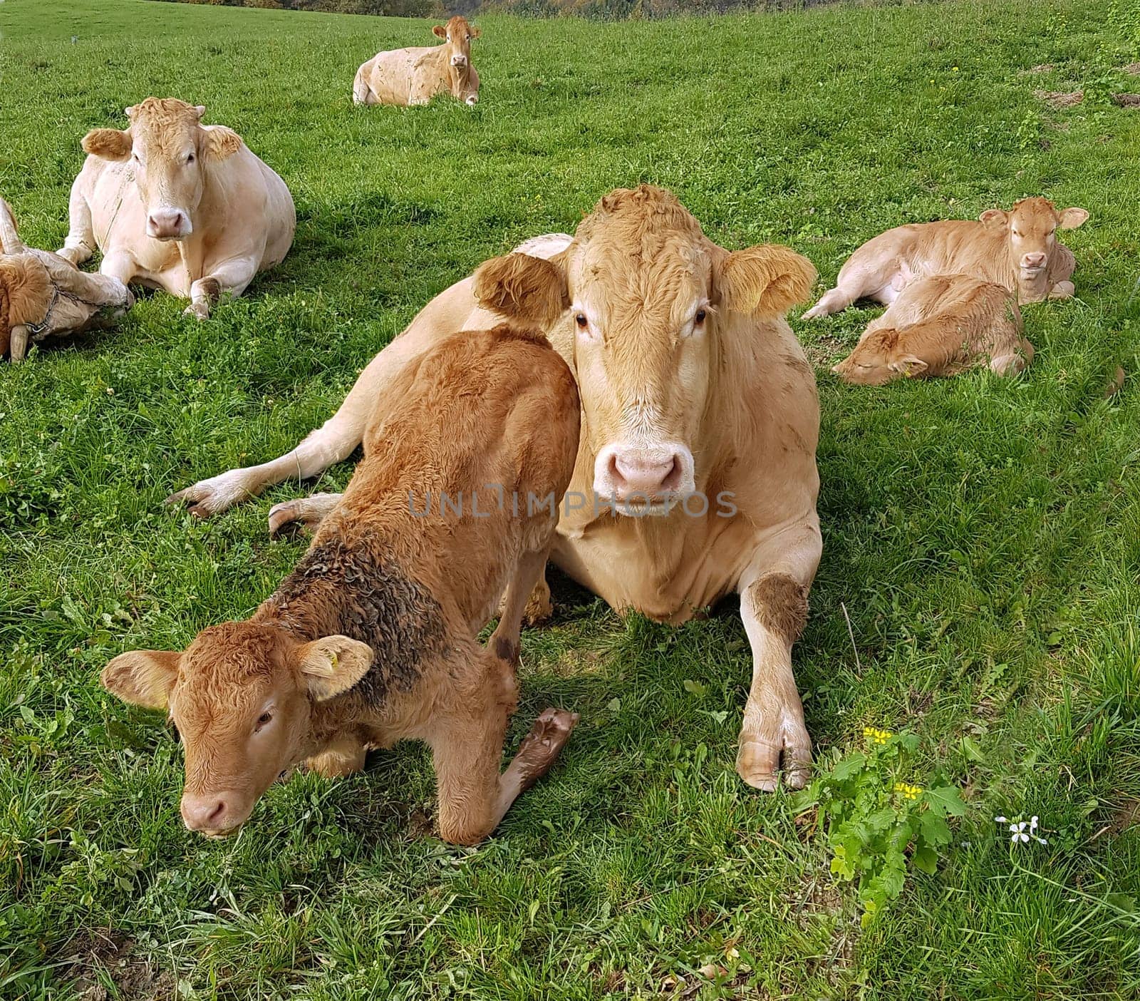 Aquitaine, Rinder, Kaelber
