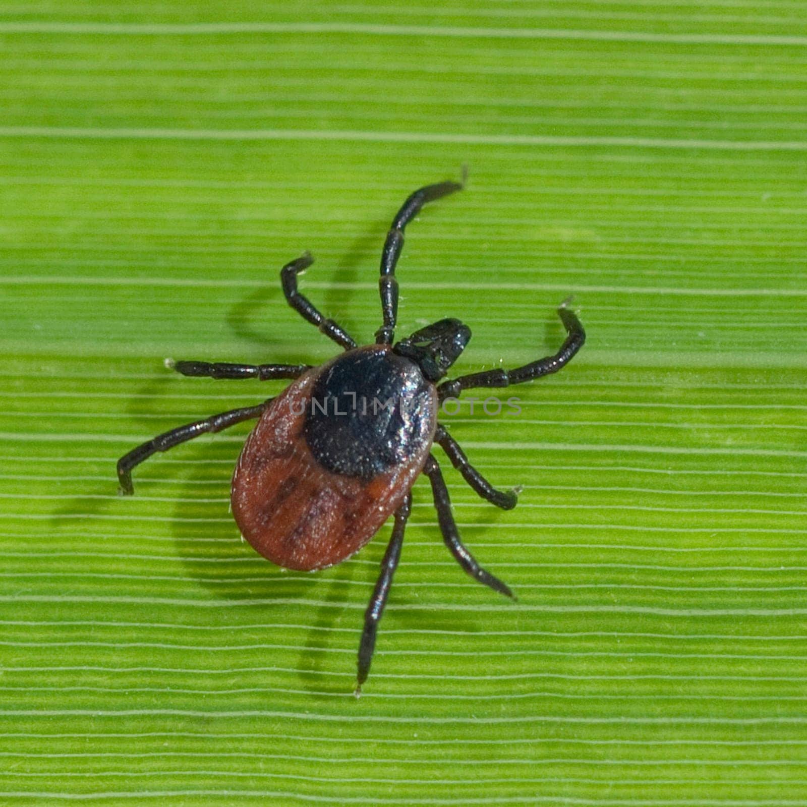 Zecke  Holzbock  Ixodes  ricinus