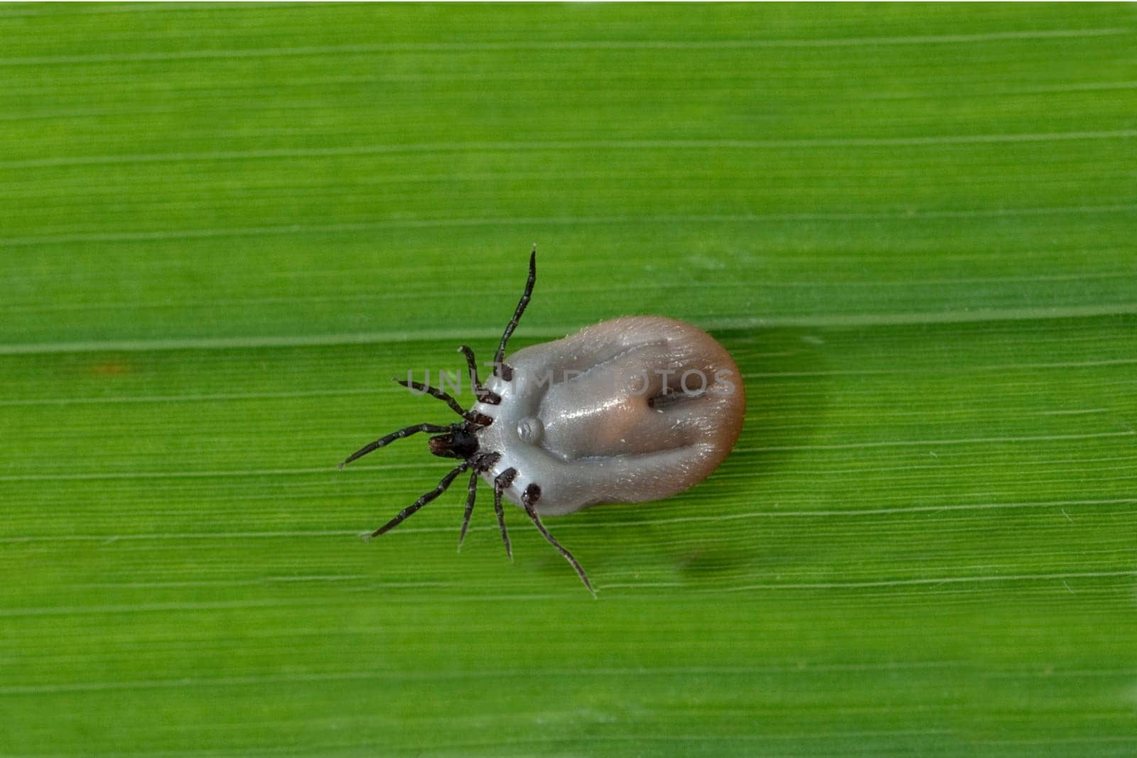 Vollgesogene, Zecke, Holzbock, Ixodes