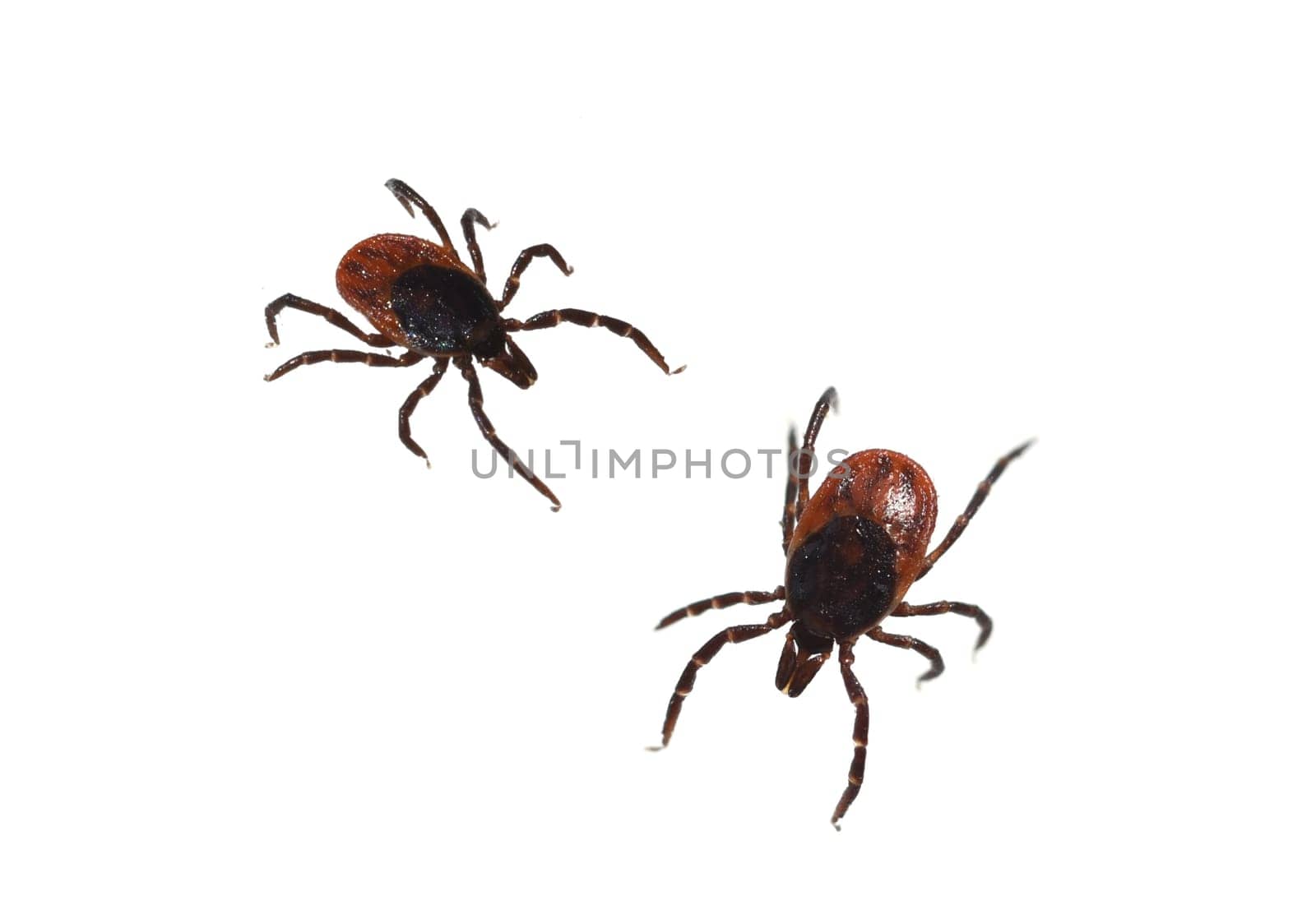 Zecke, Holzbock, Ixodes, ricinus