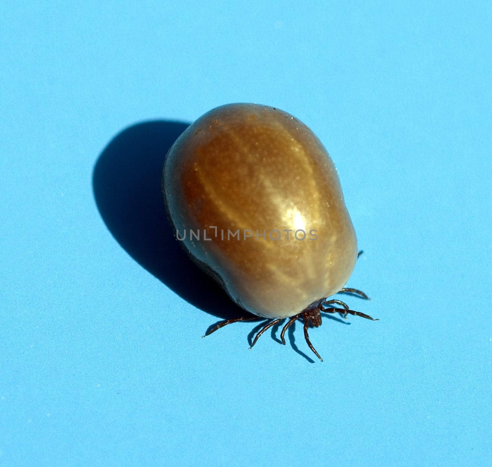 Zecke, Holzbock, Vollgesogen, Prall, rund, Ixodes, Zecken können Borreliose oder FSME