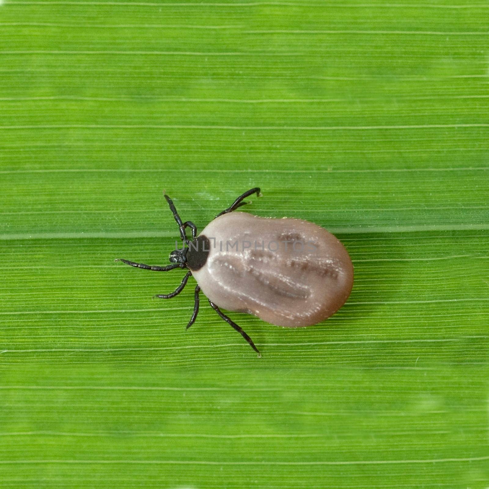Vollgesogene, Zecke, Holzbock, Ixodes