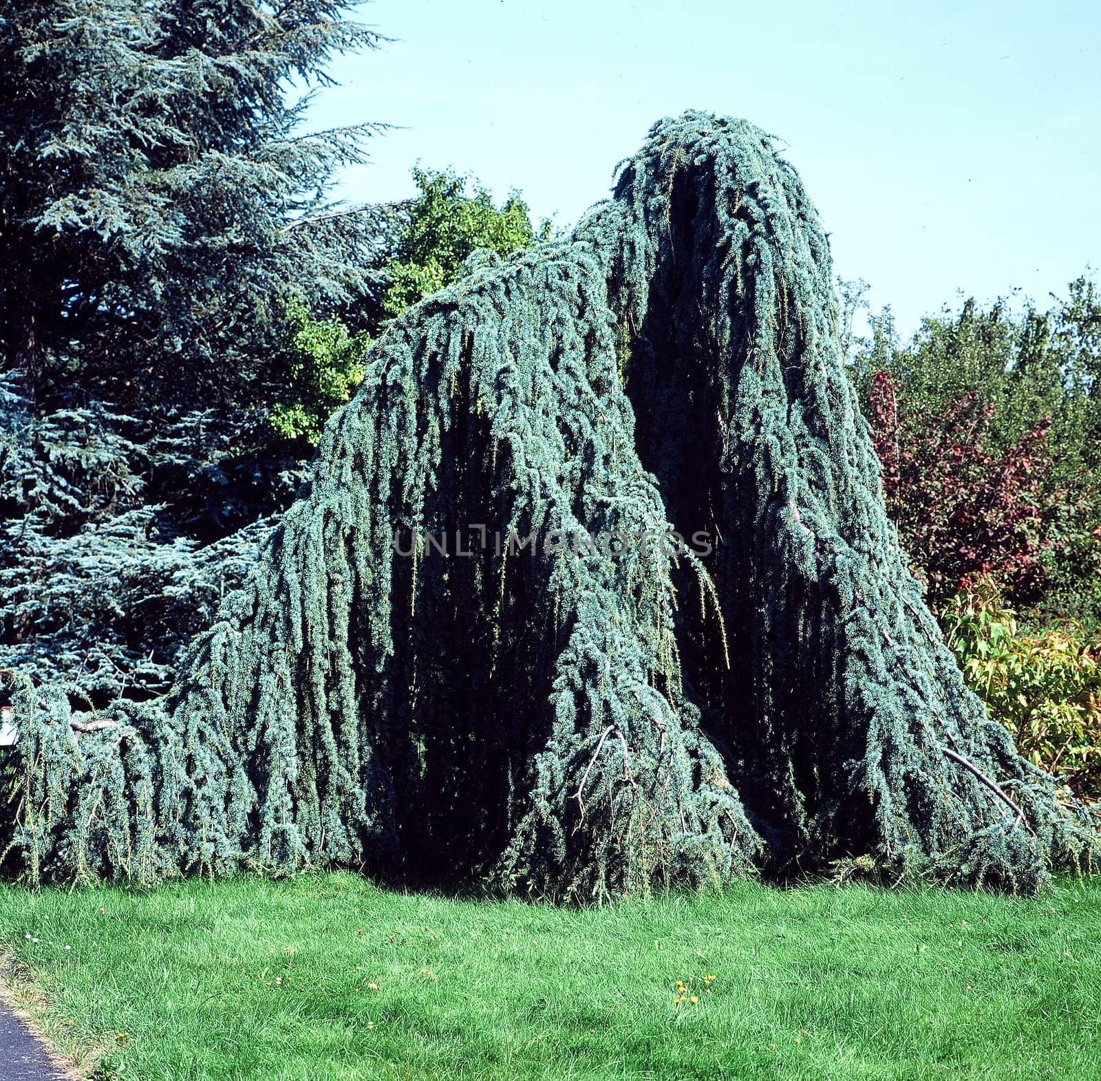 Zeder, Cedrus atlantica
