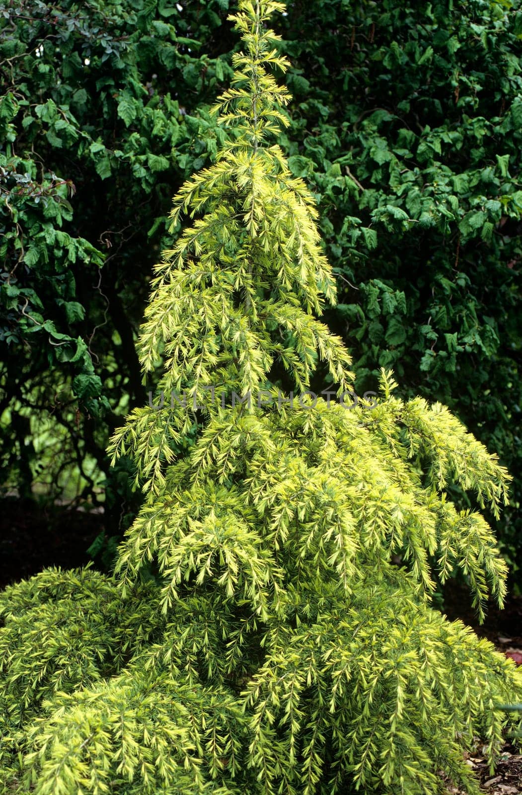 Zwergzeder, Zeder, Cedrus deoara, Golden Horizon