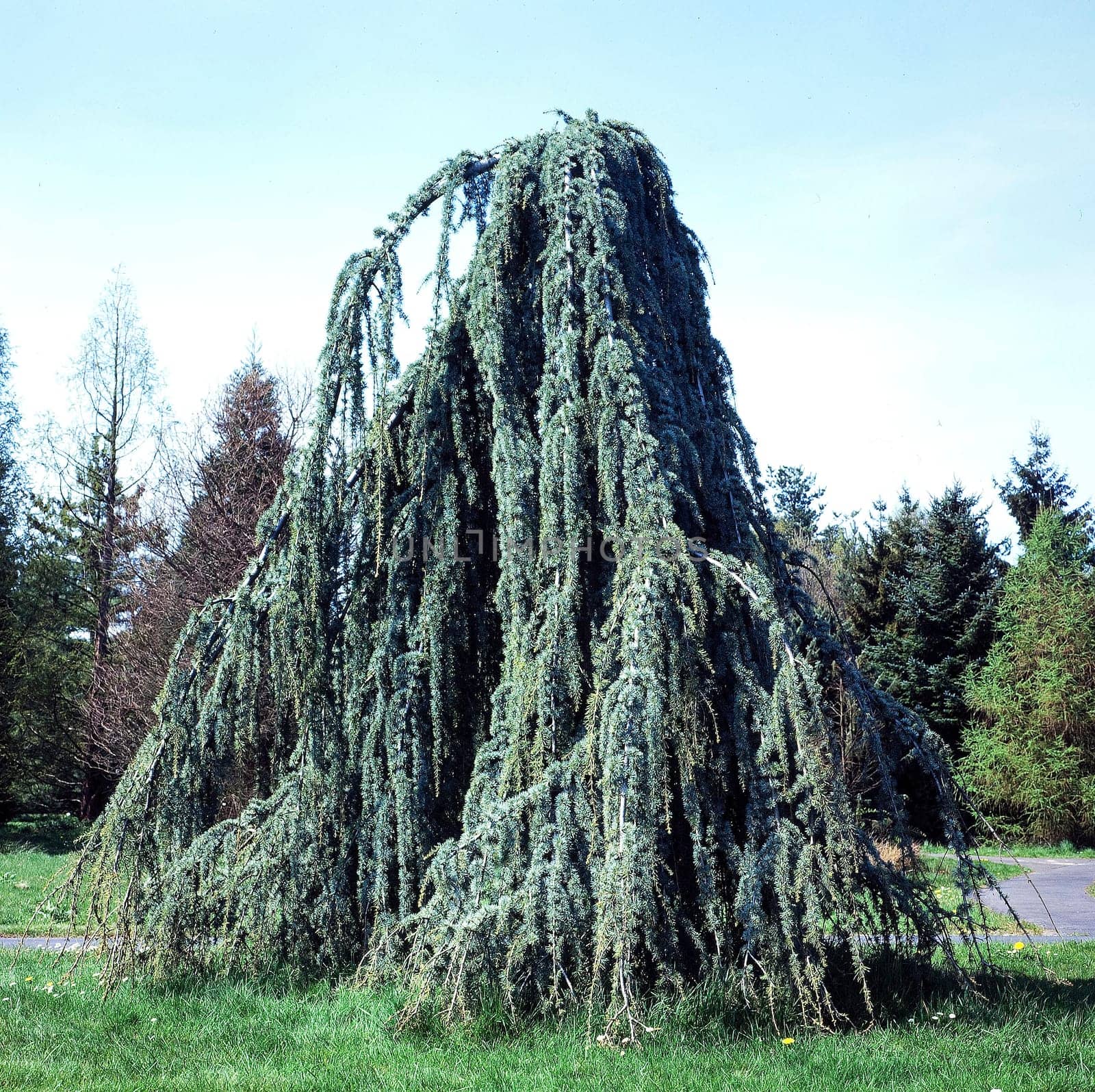Zeder, Cedrus deodora, Pendula