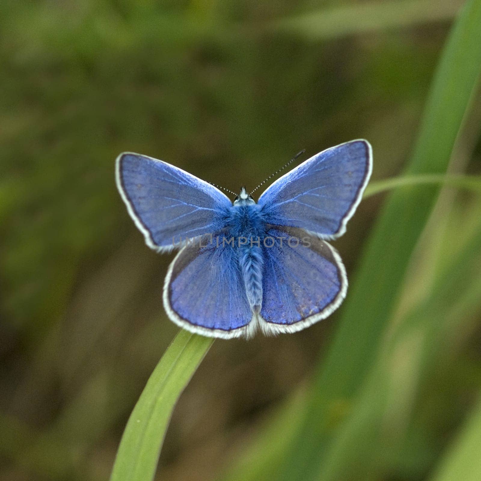 Kronwicken-Blaeuling, Plebeius argyrognomon