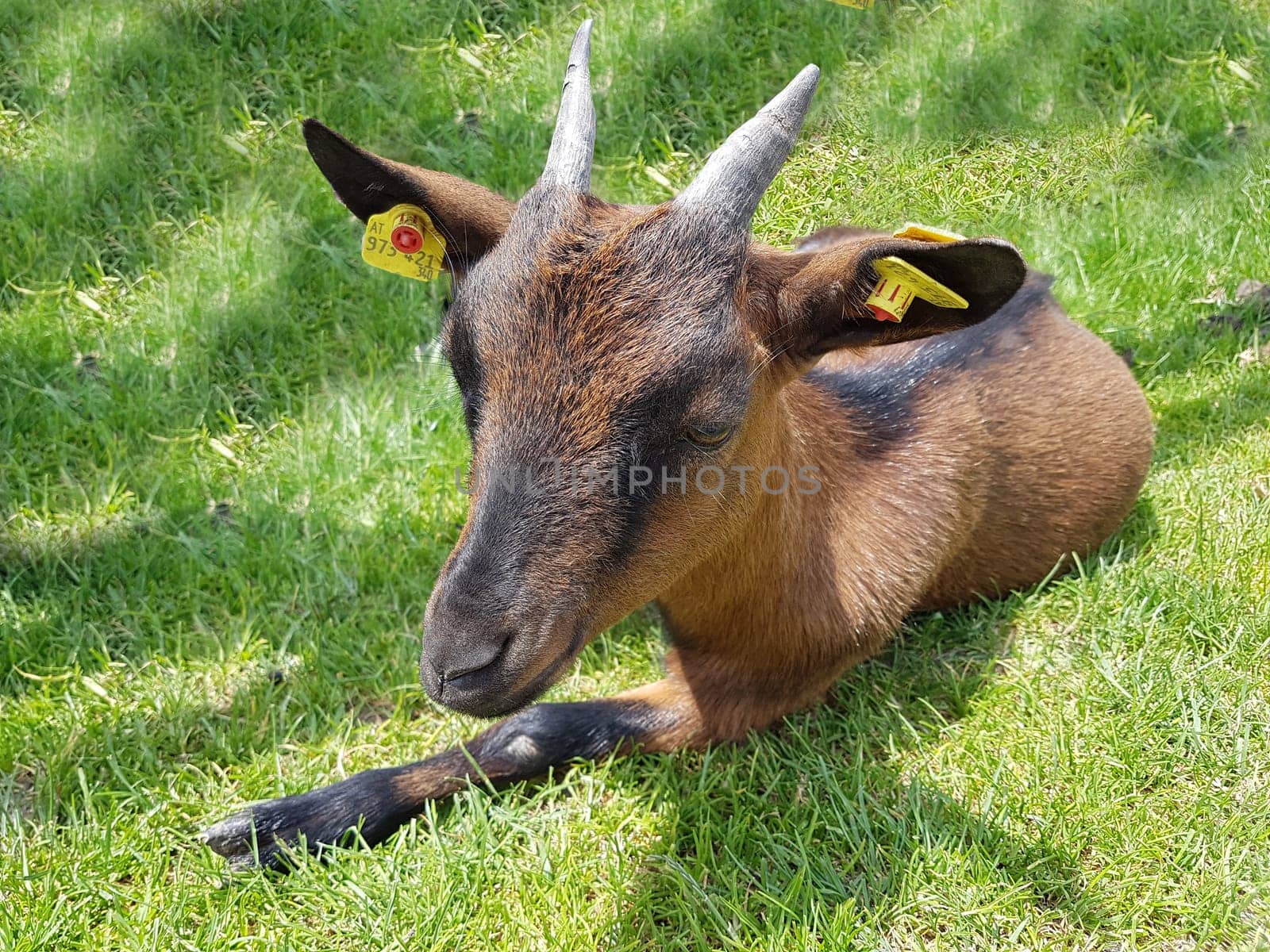 Ziege, Capra, Tier, Ziegen, Geiss, Zicke