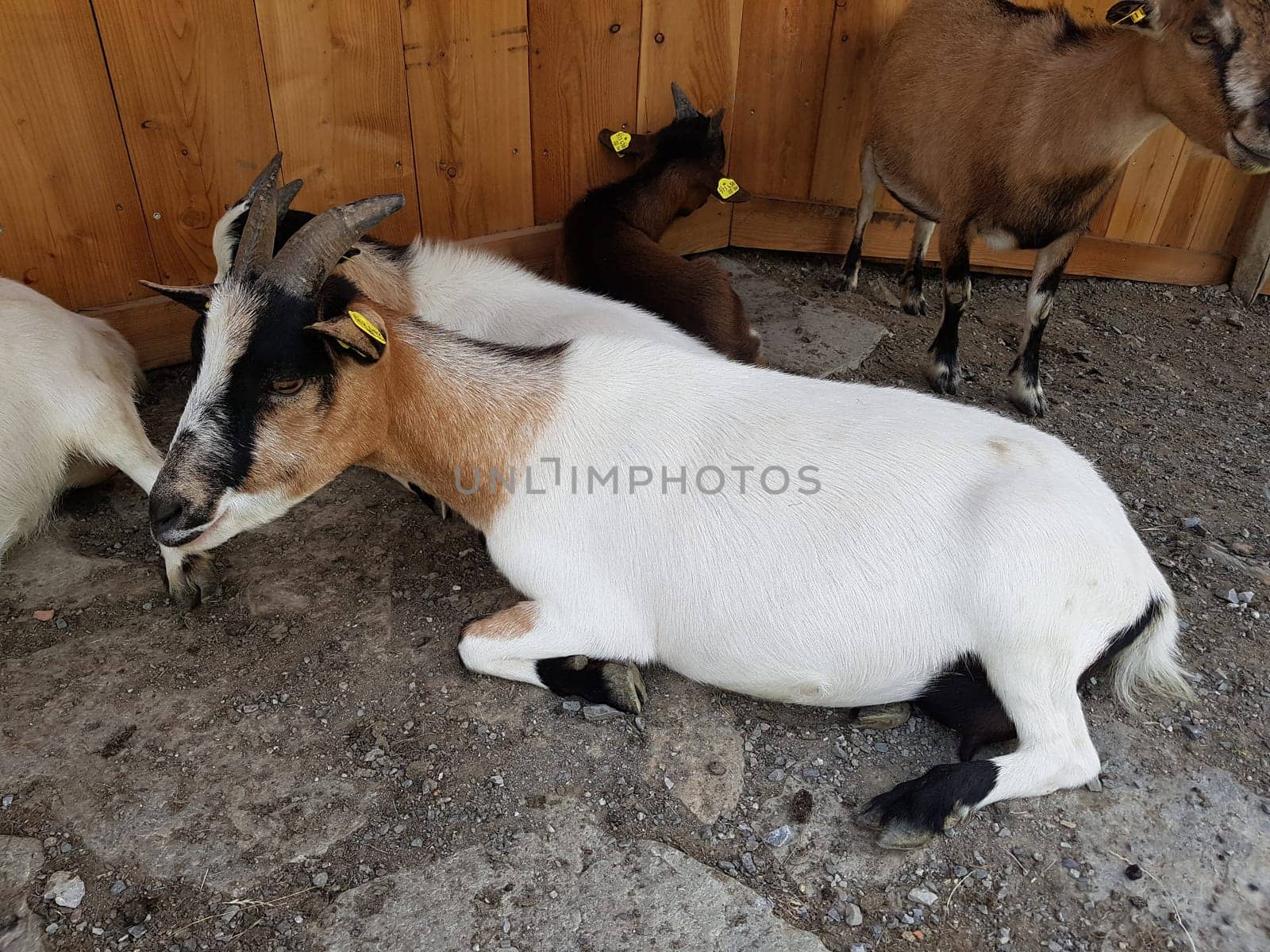 Ziege, Capra, Tier, Ziegen, Geiss, Zicke