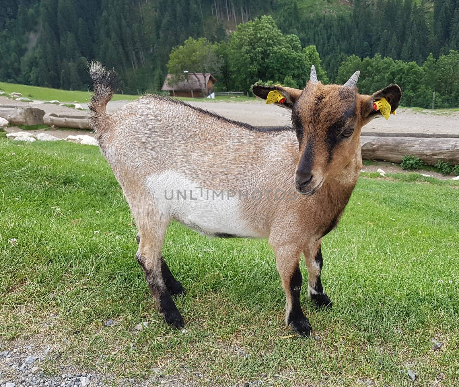 Ziege, Capra, Tier, Ziegen, Geiss, Zicke