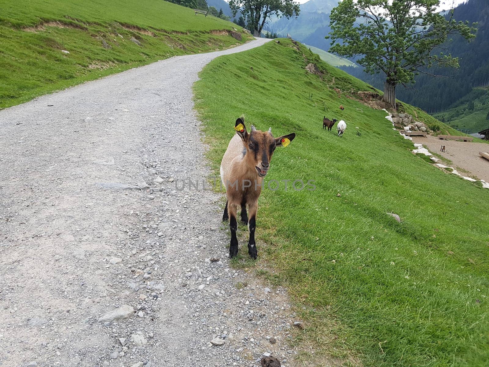 Ziege, Capra, Tier, Ziegen, Geiss, Zicke