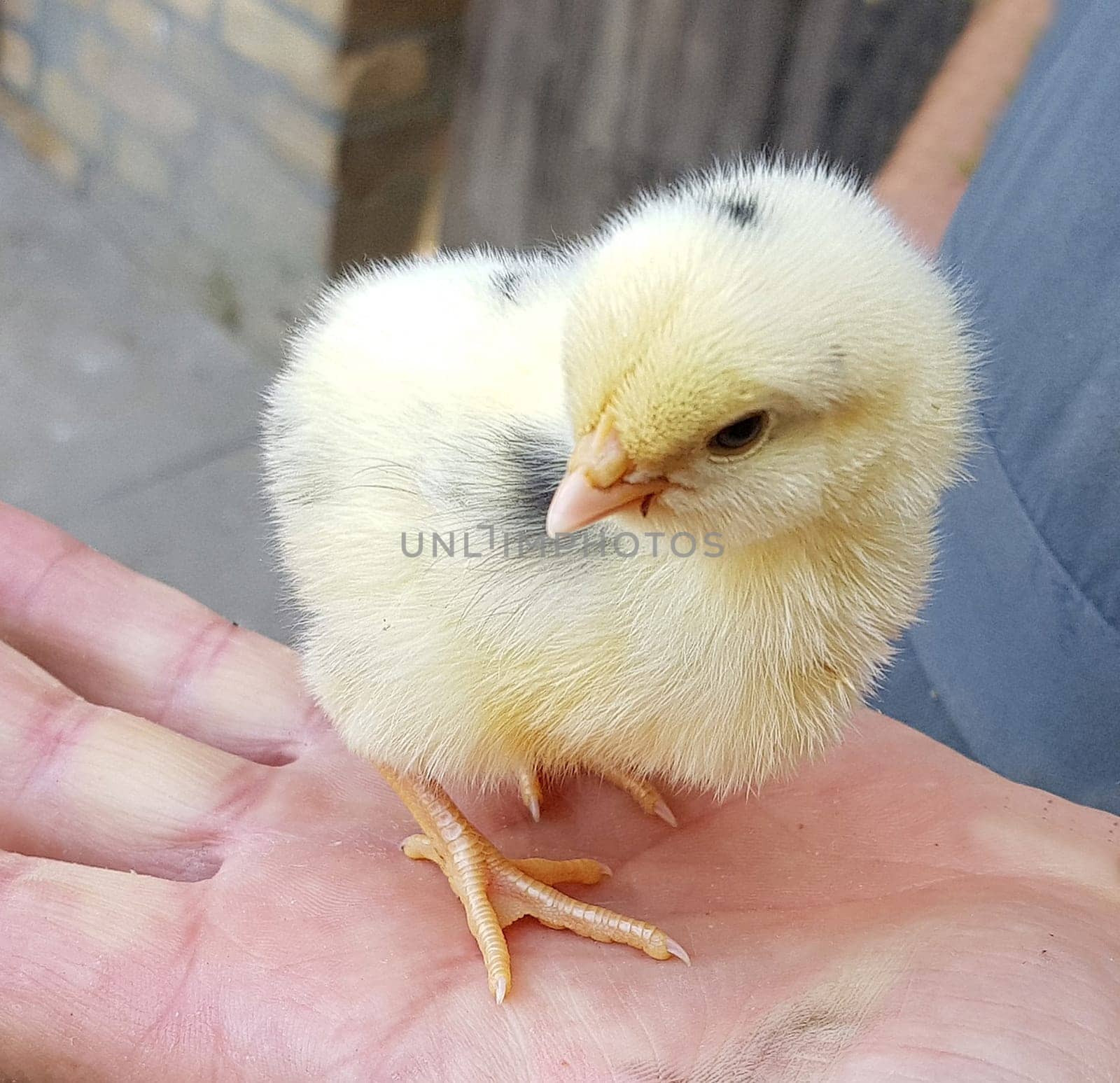 Huehnerkueken, gallus domesticus