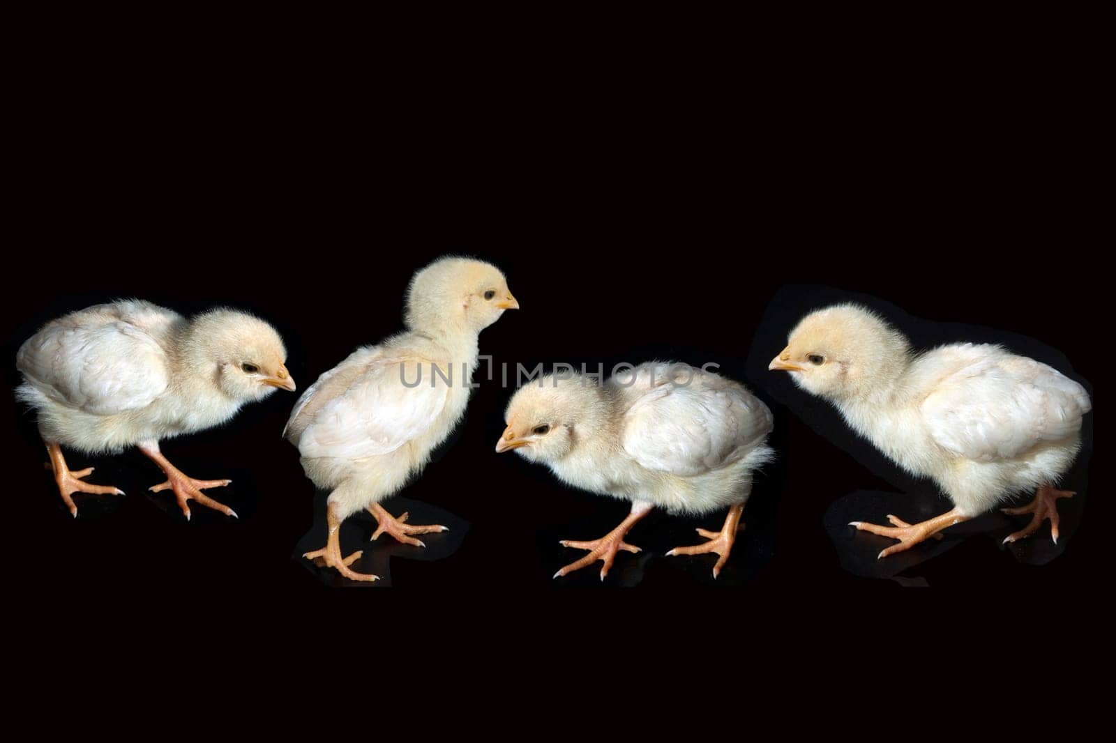 Huehnerkueken  Huehner  Kueken