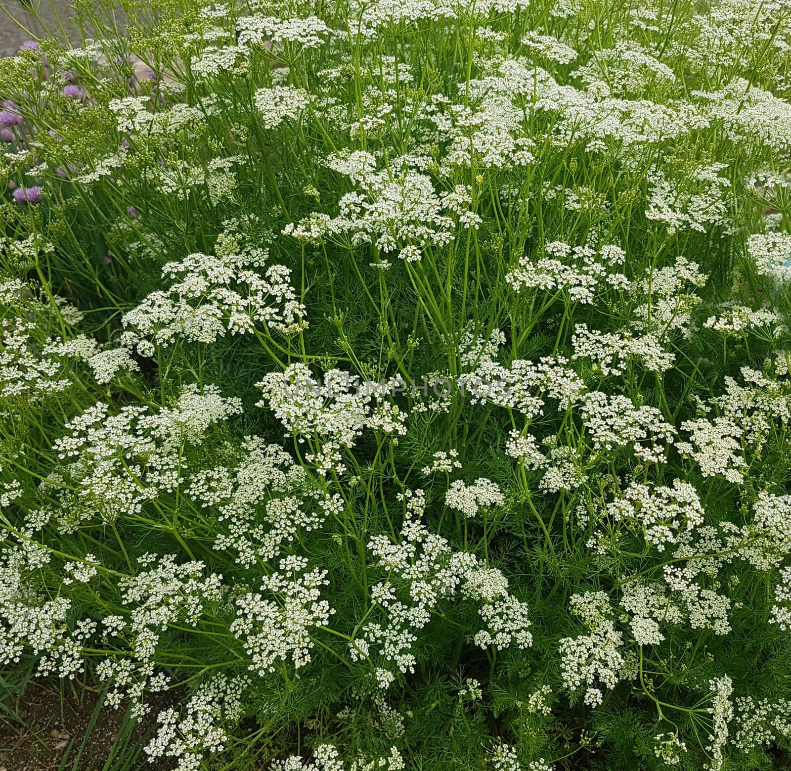 Kuemmel  Echter  Carum, carvi