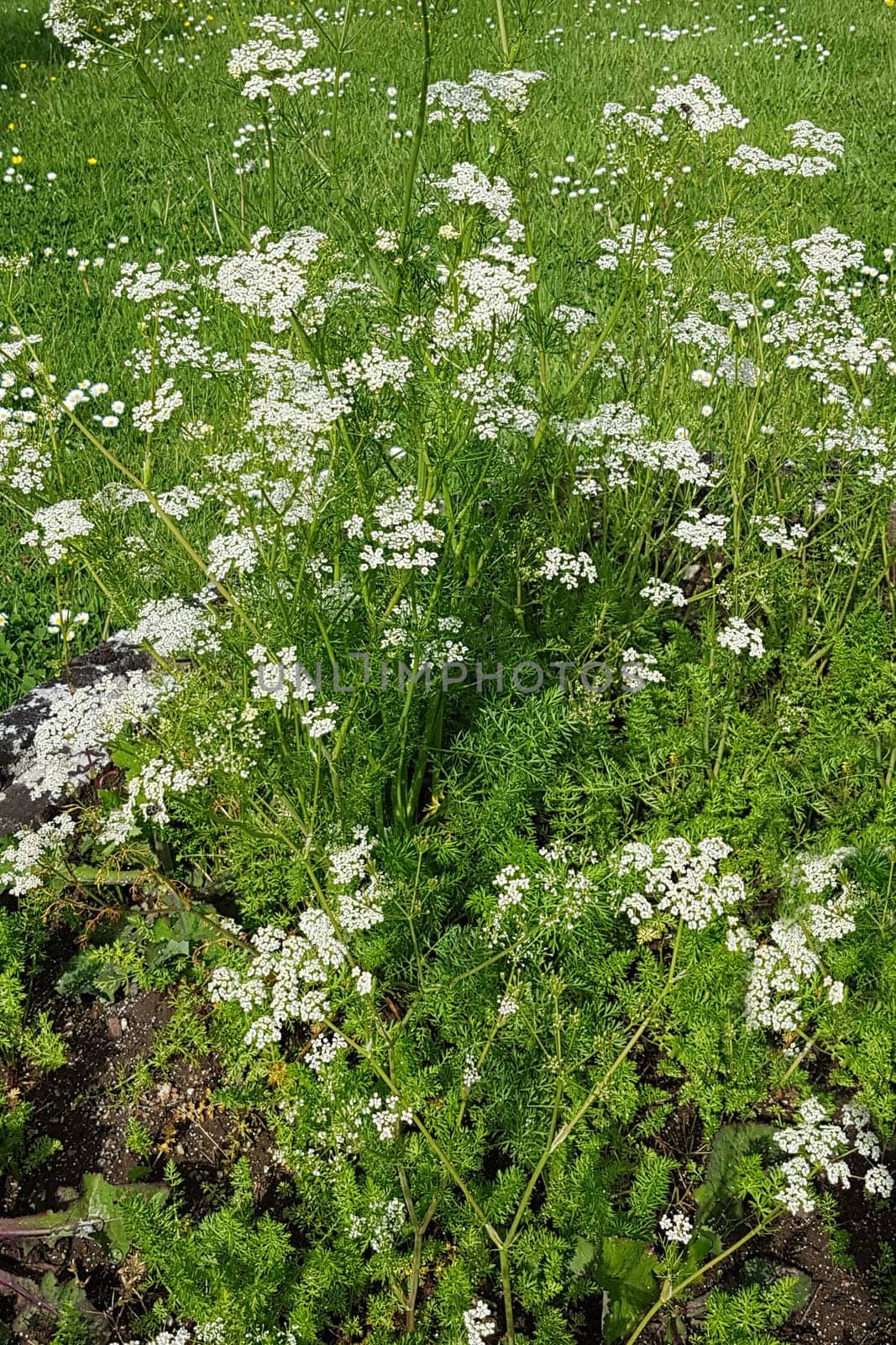 Kuemmel  Echter  Carum, carvi