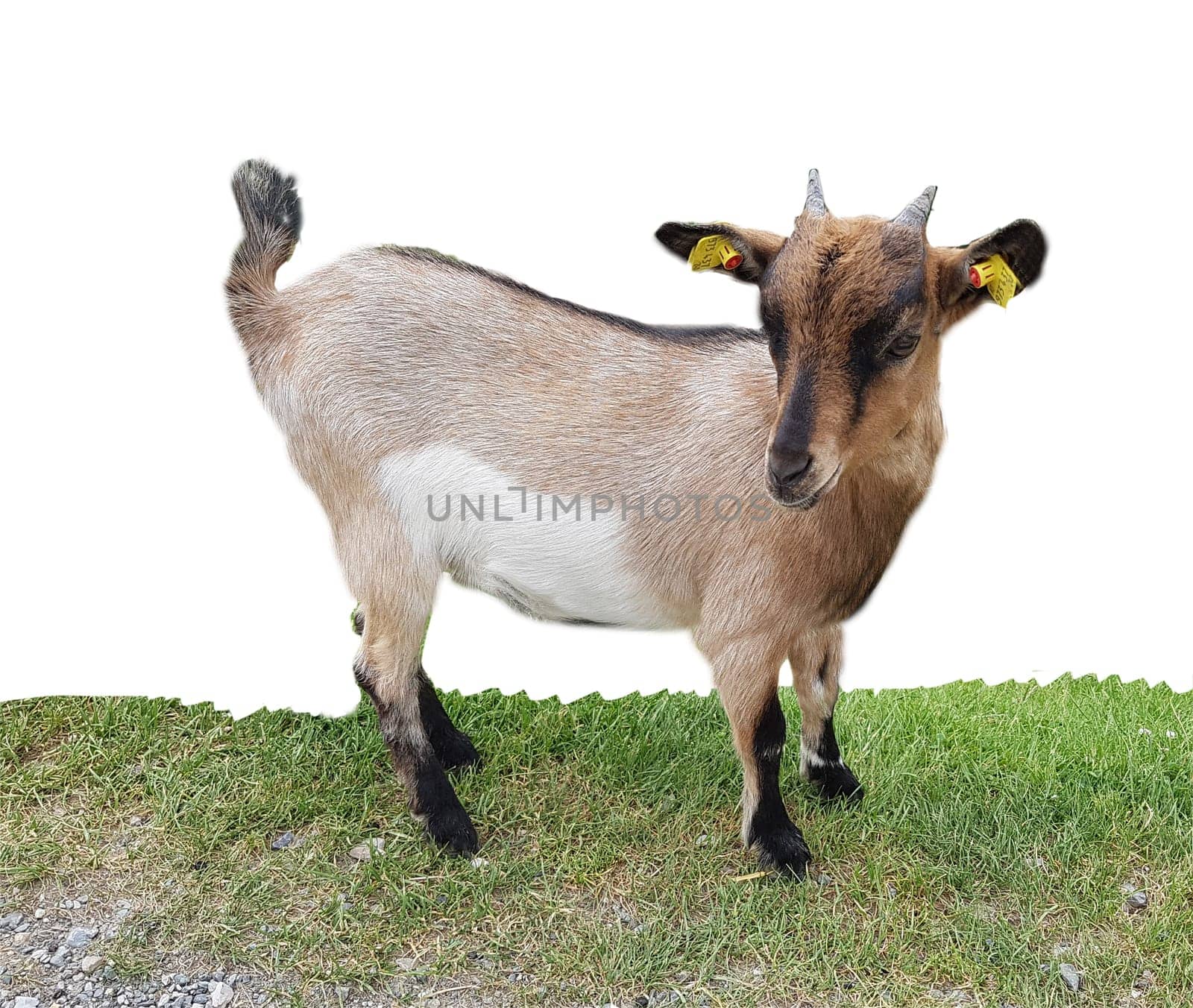 Ziege, Capra, Tier, Ziegen, Geiss, Zicke